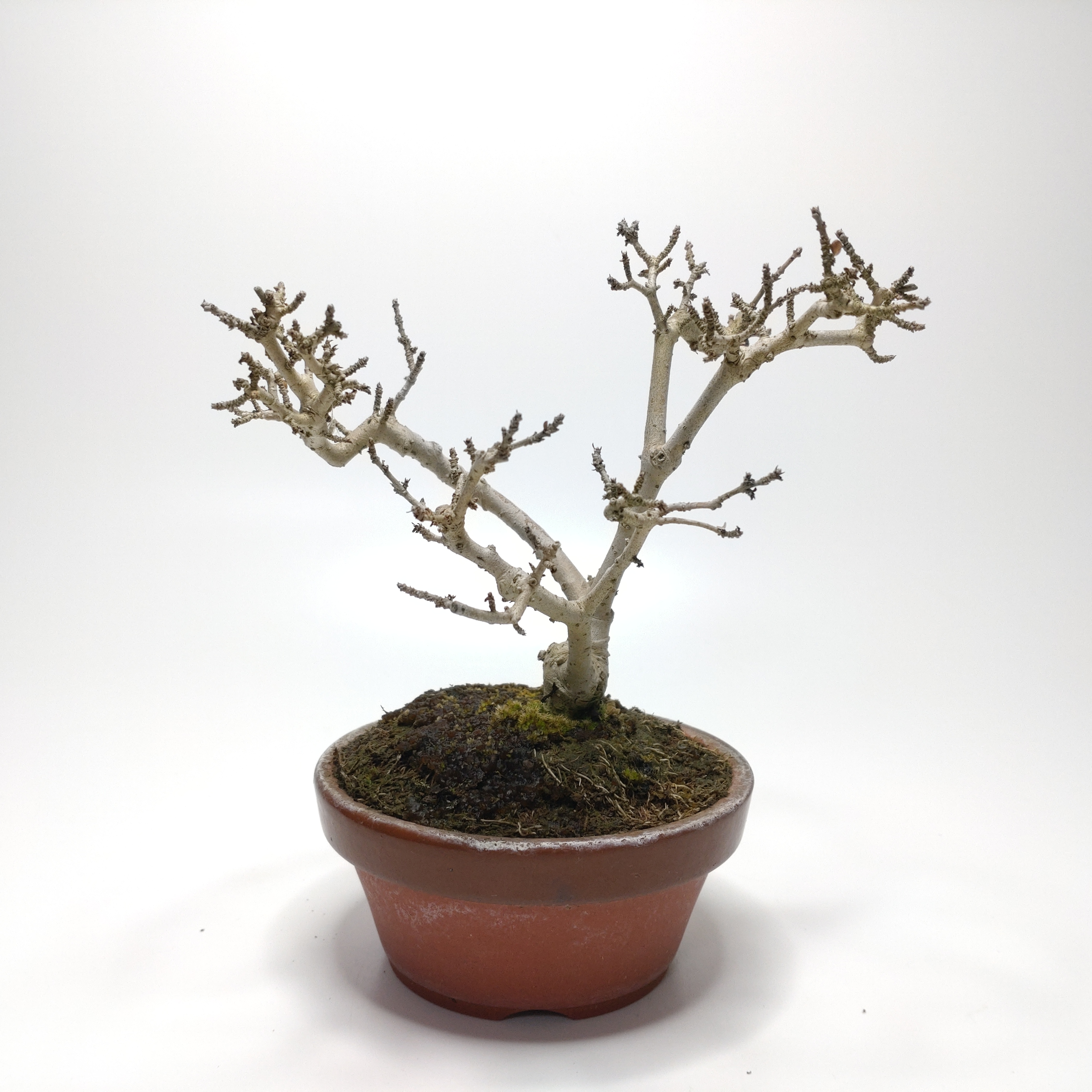 イボタノキ（水蝋樹）SS015