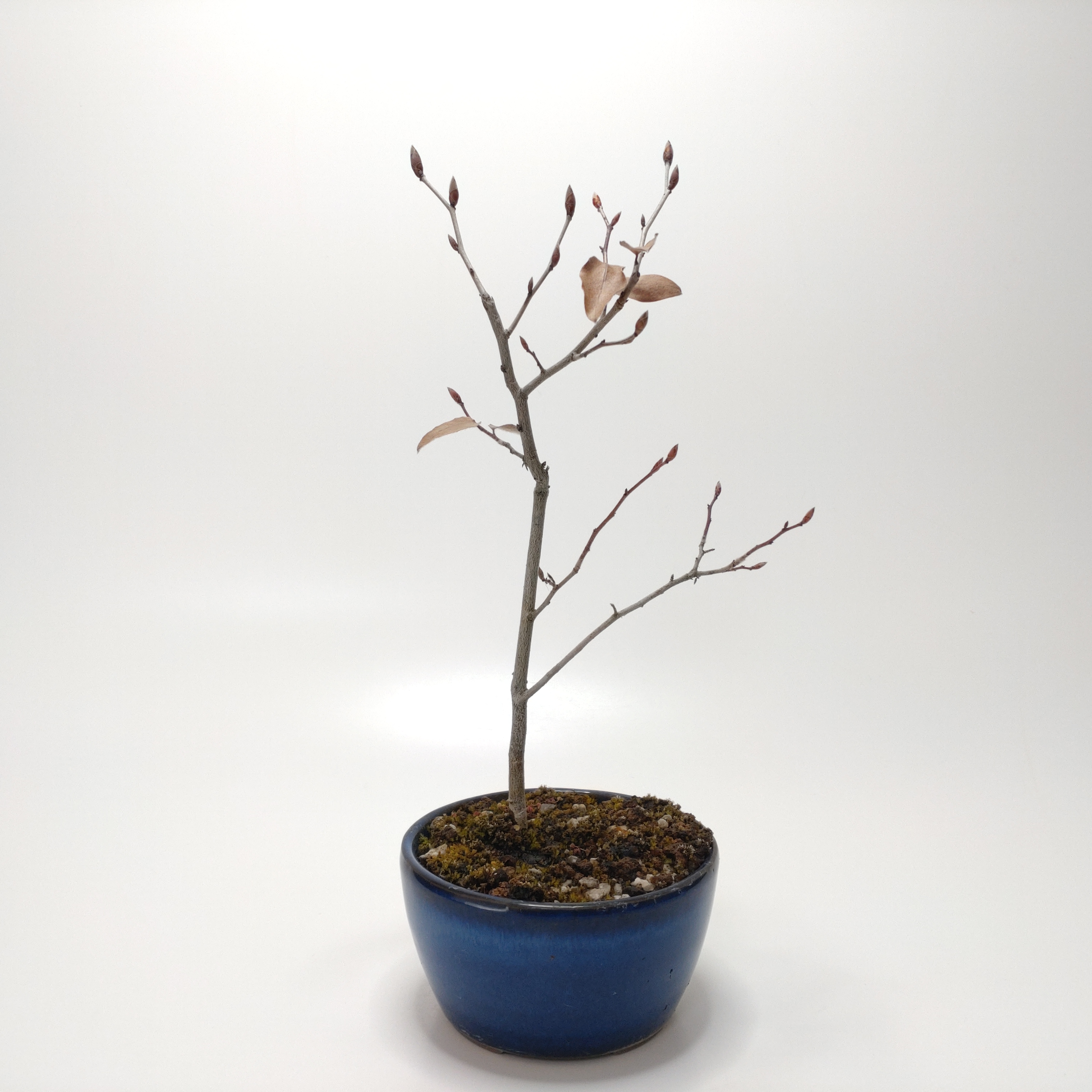 ヤマコウバシ盆栽 SS004