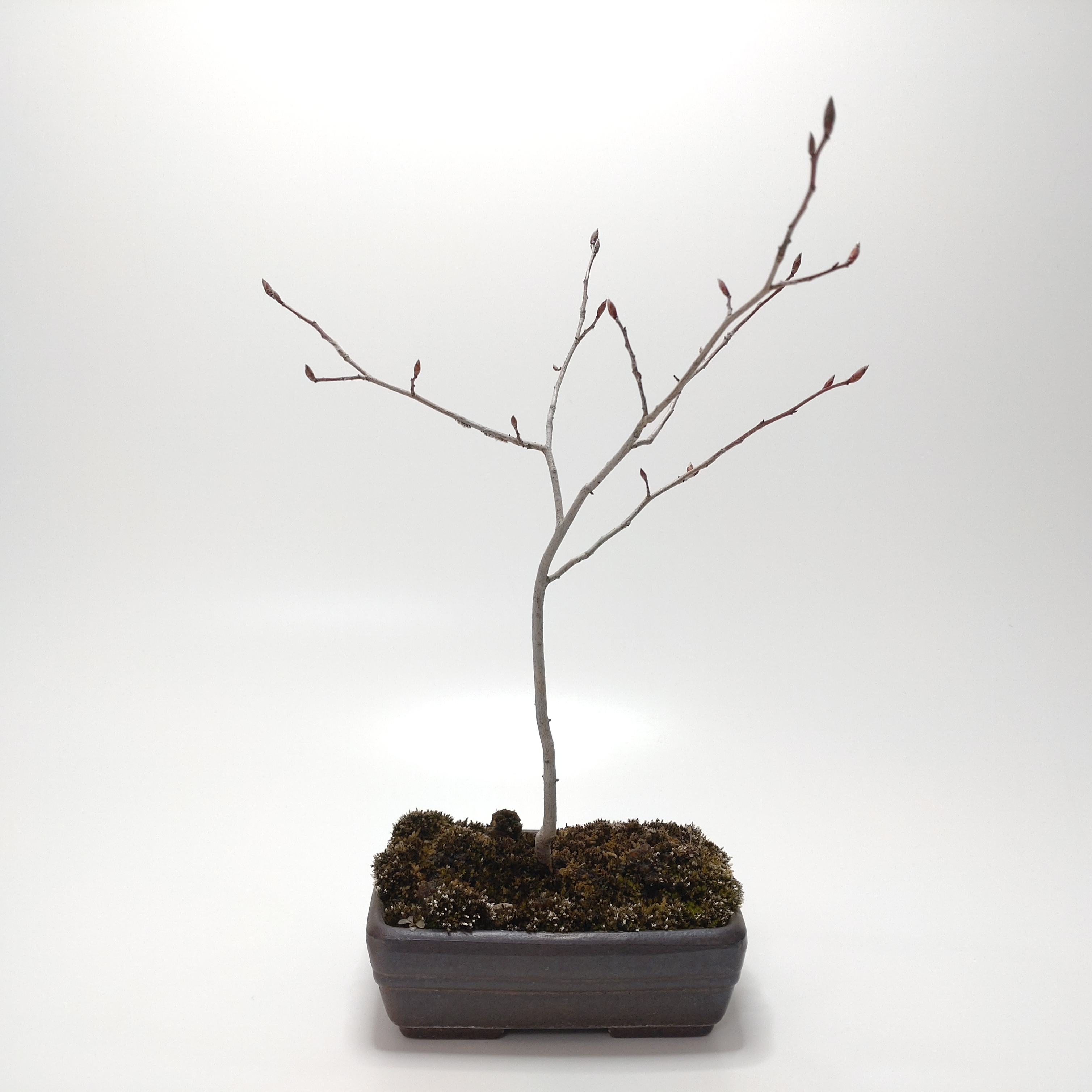 ヤマコウバシ盆栽 SS013