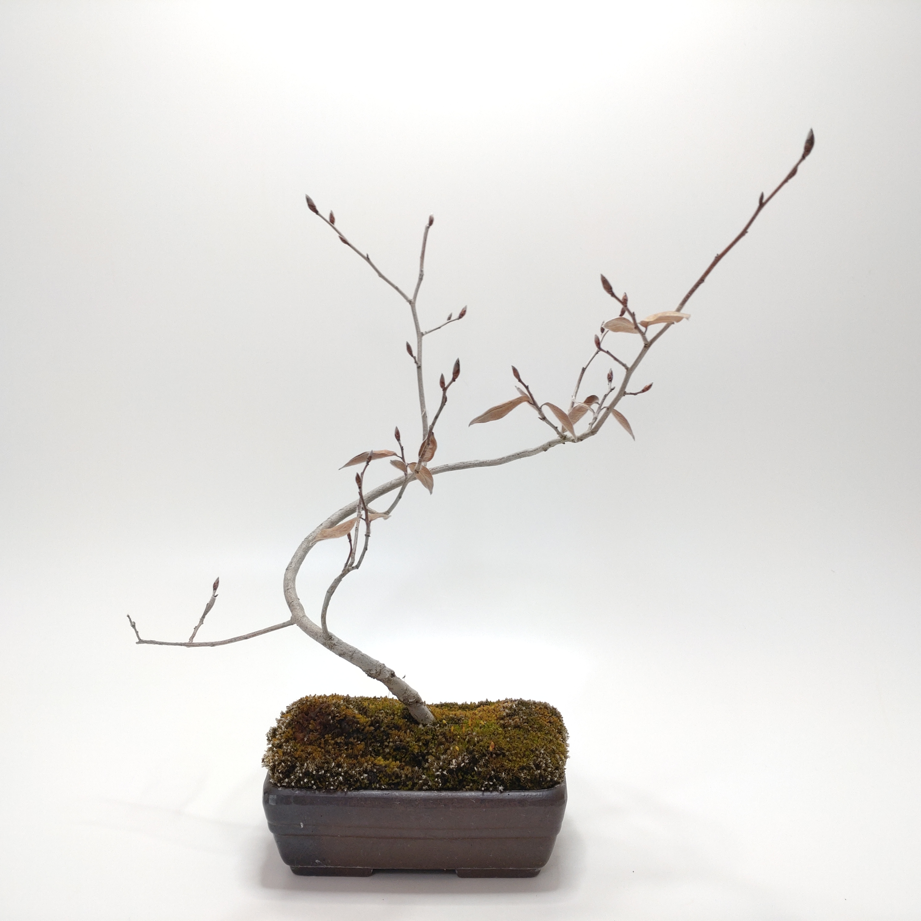 ヤマコウバシ盆栽 SS014