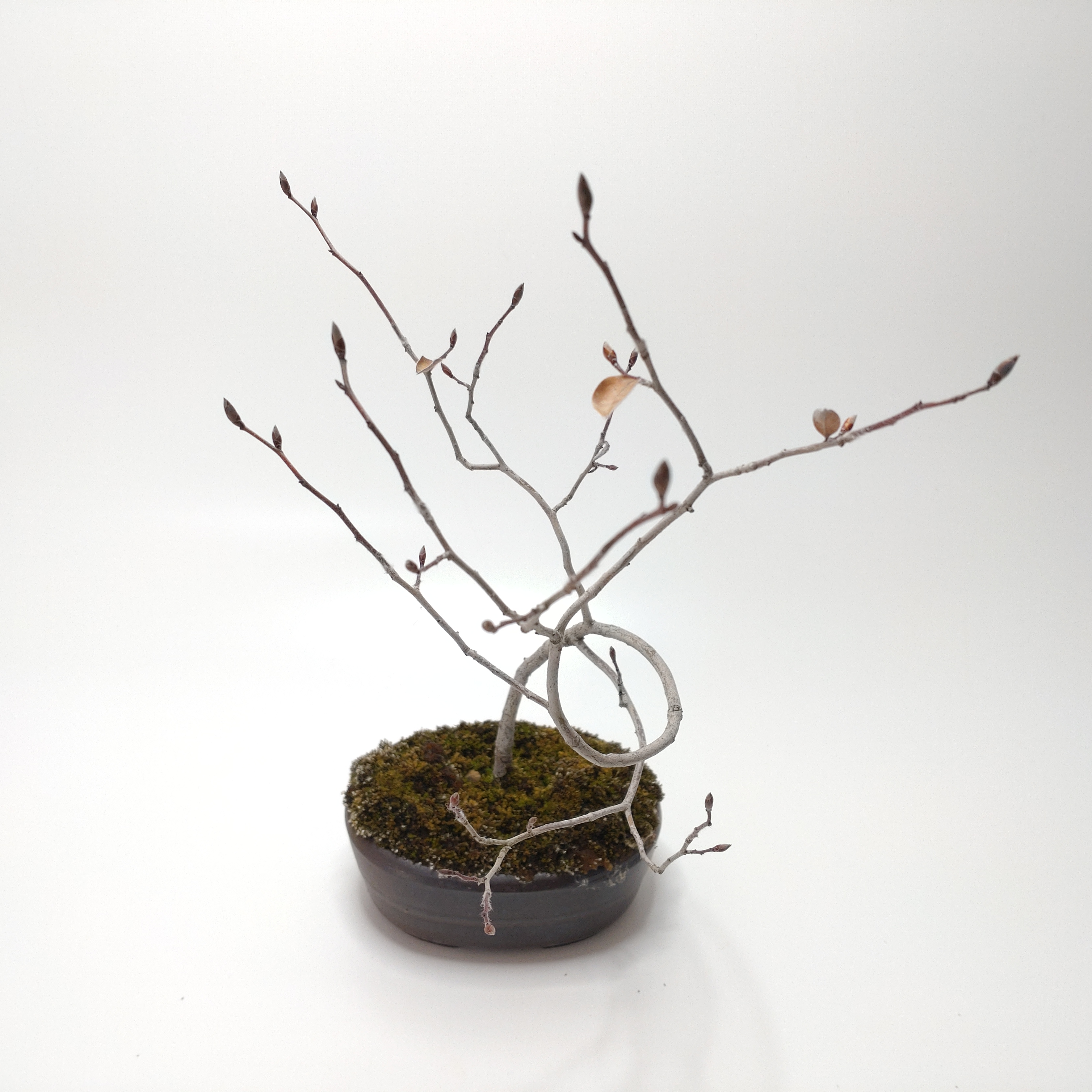 盆栽創 / ヤマコウバシ盆栽 SS015