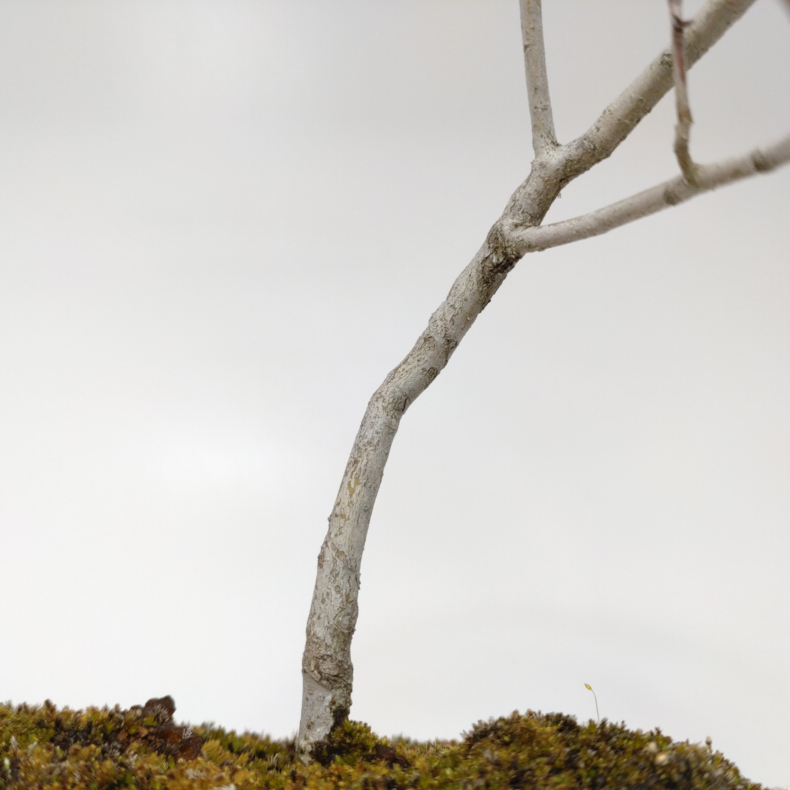 盆栽創 / ヤマコウバシ盆栽 SS015