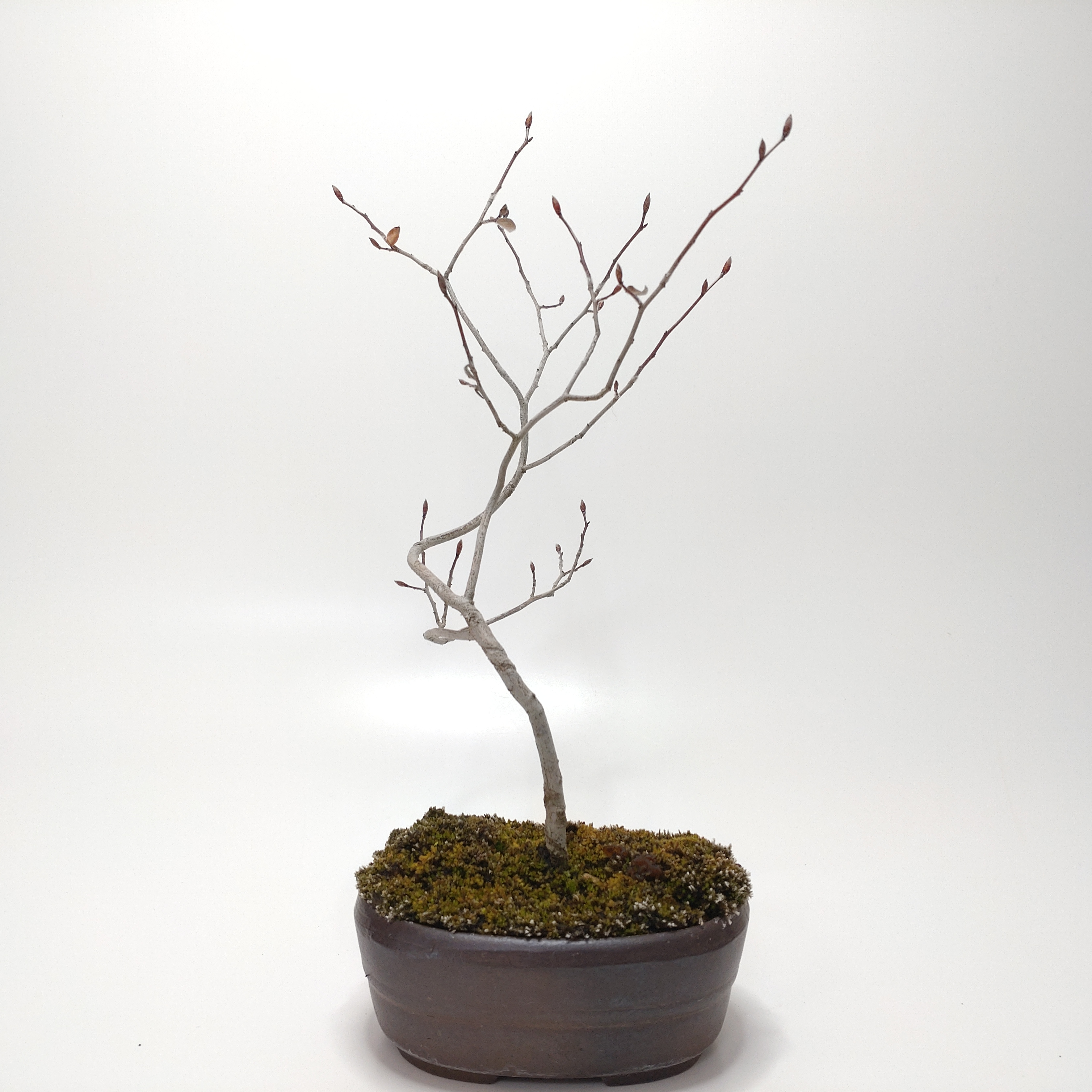 盆栽創 / ヤマコウバシ盆栽 SS015