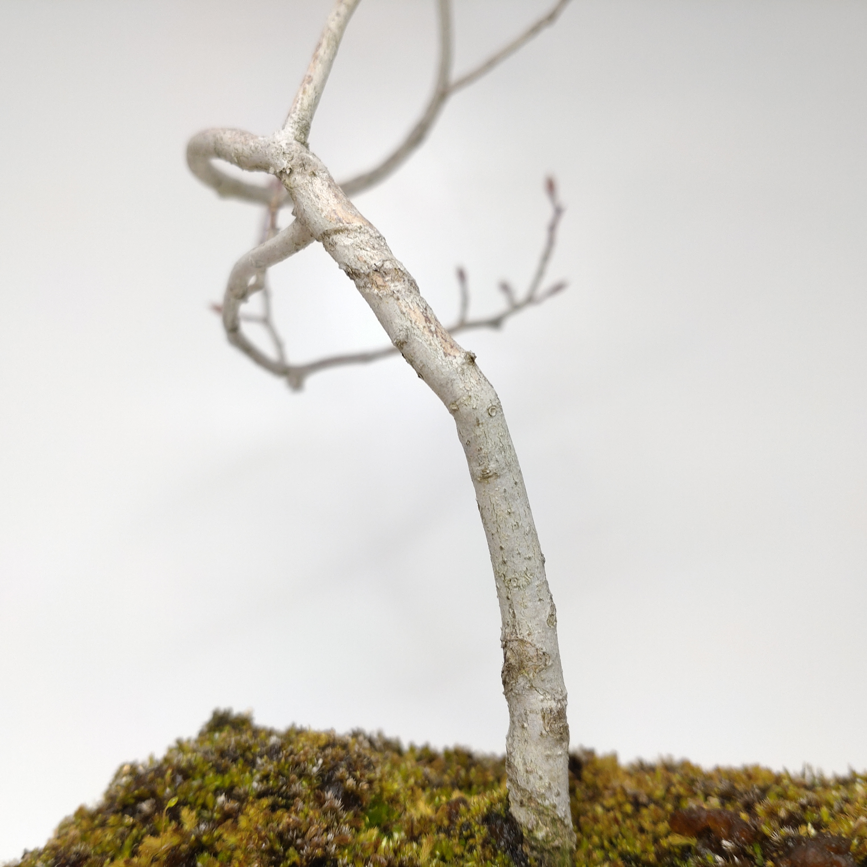 盆栽創 / ヤマコウバシ盆栽 SS015