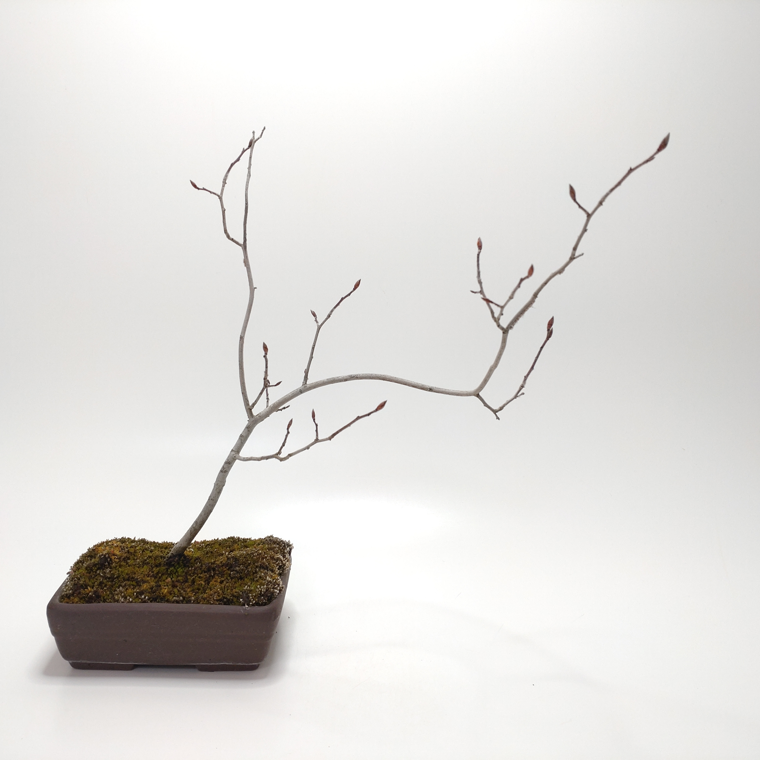 盆栽創 / ヤマコウバシ盆栽 SS017