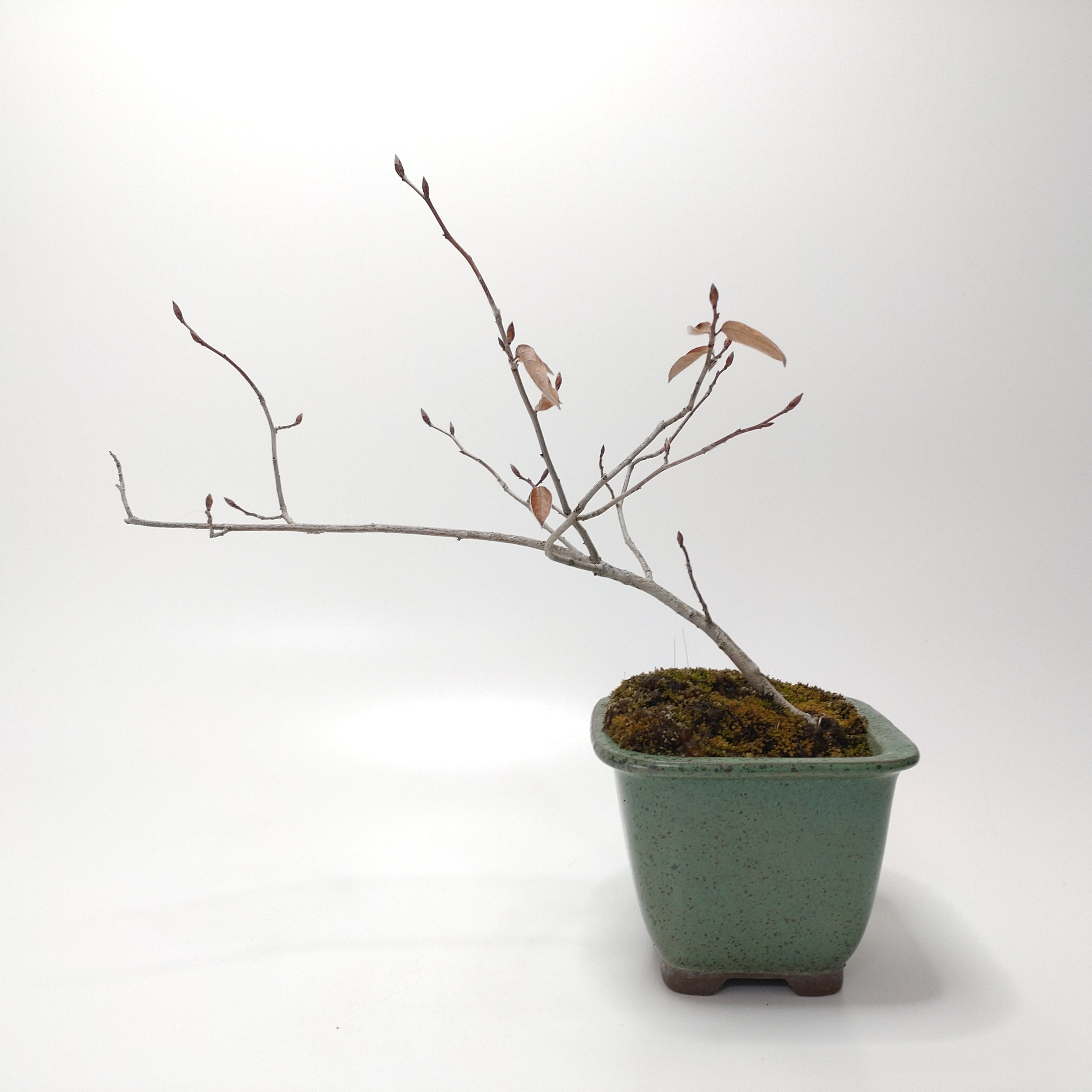 ヤマコウバシ盆栽 SS018