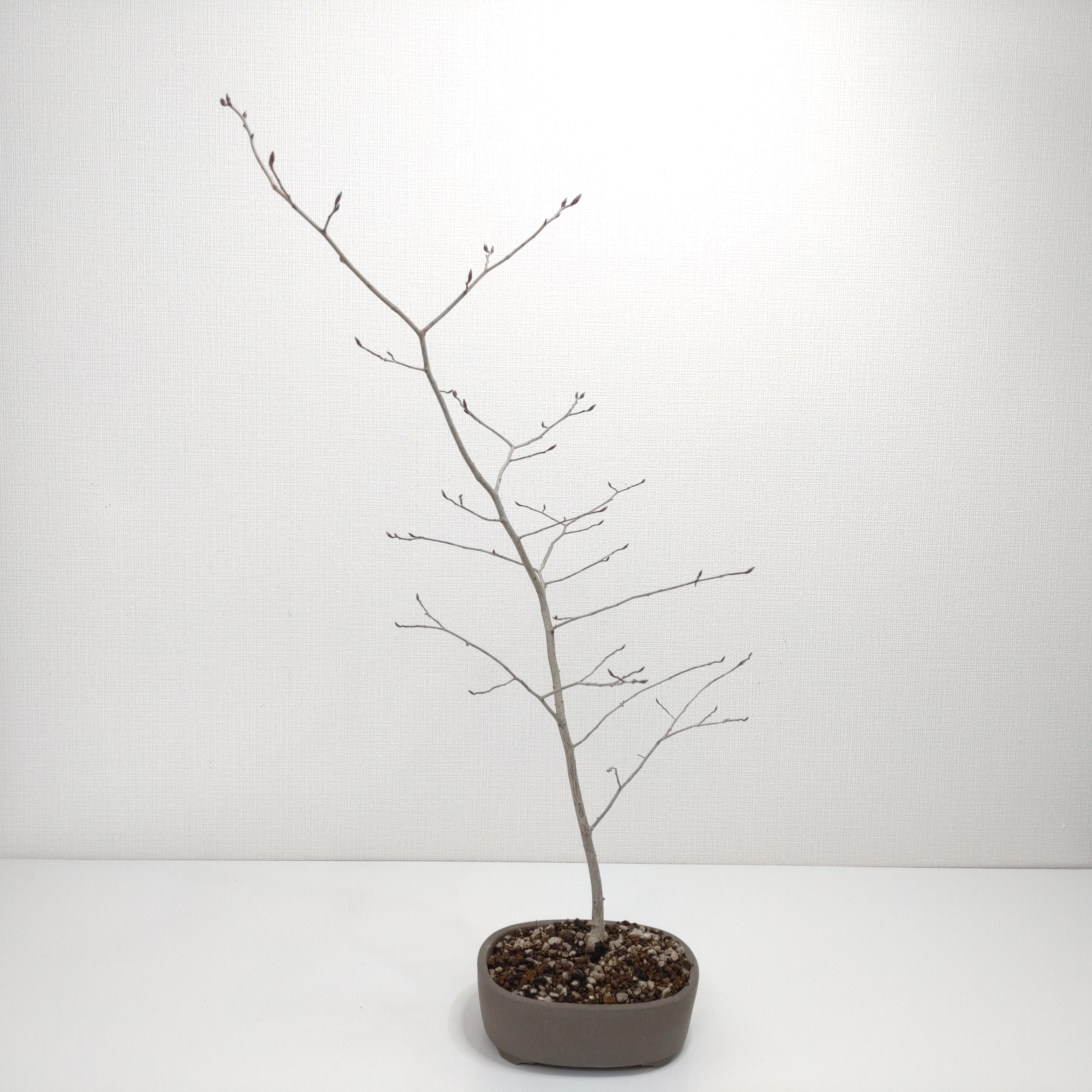 ヤマコウバシ盆栽 SS019