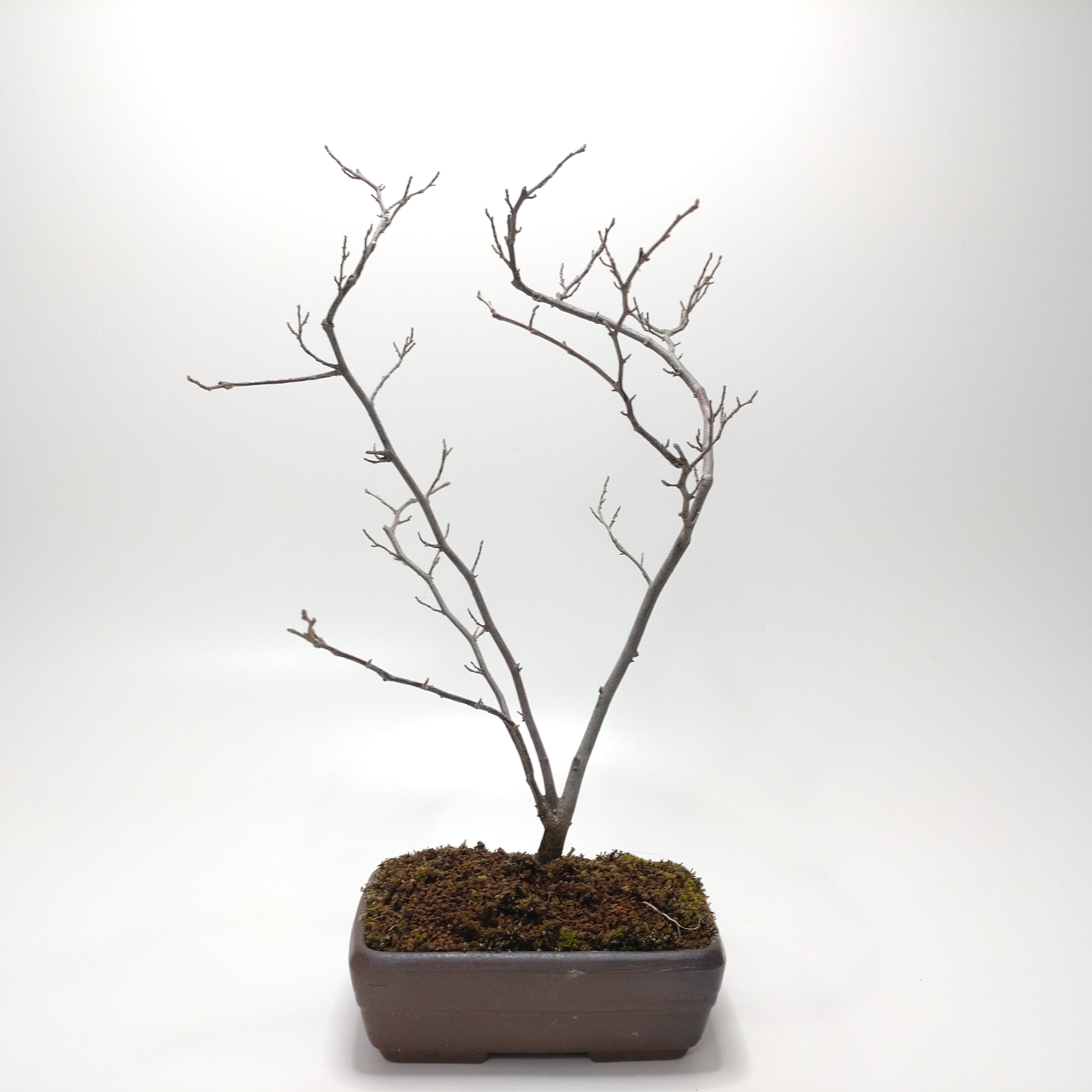 エゴノキ盆栽 SS016