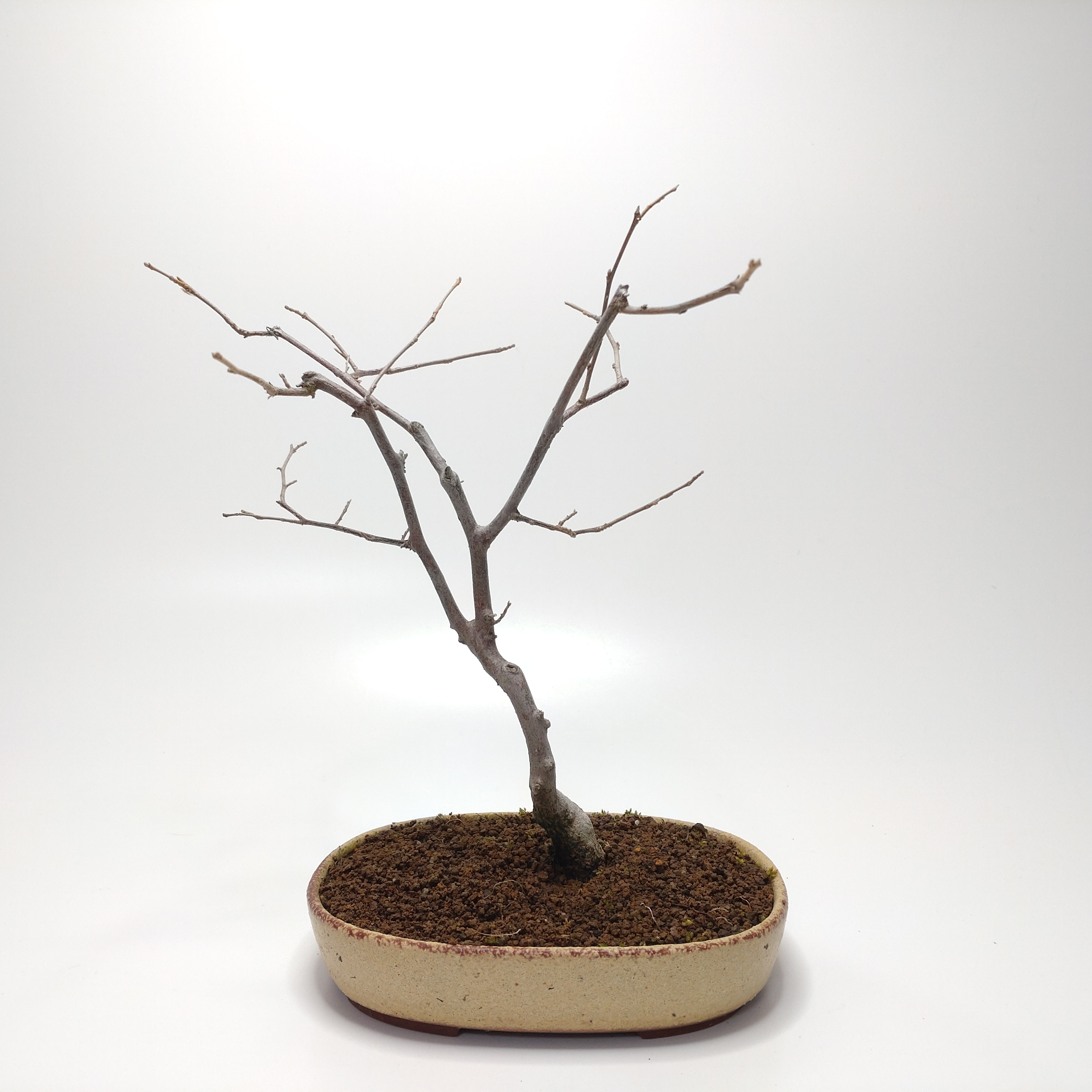 エゴノキ盆栽 CS201