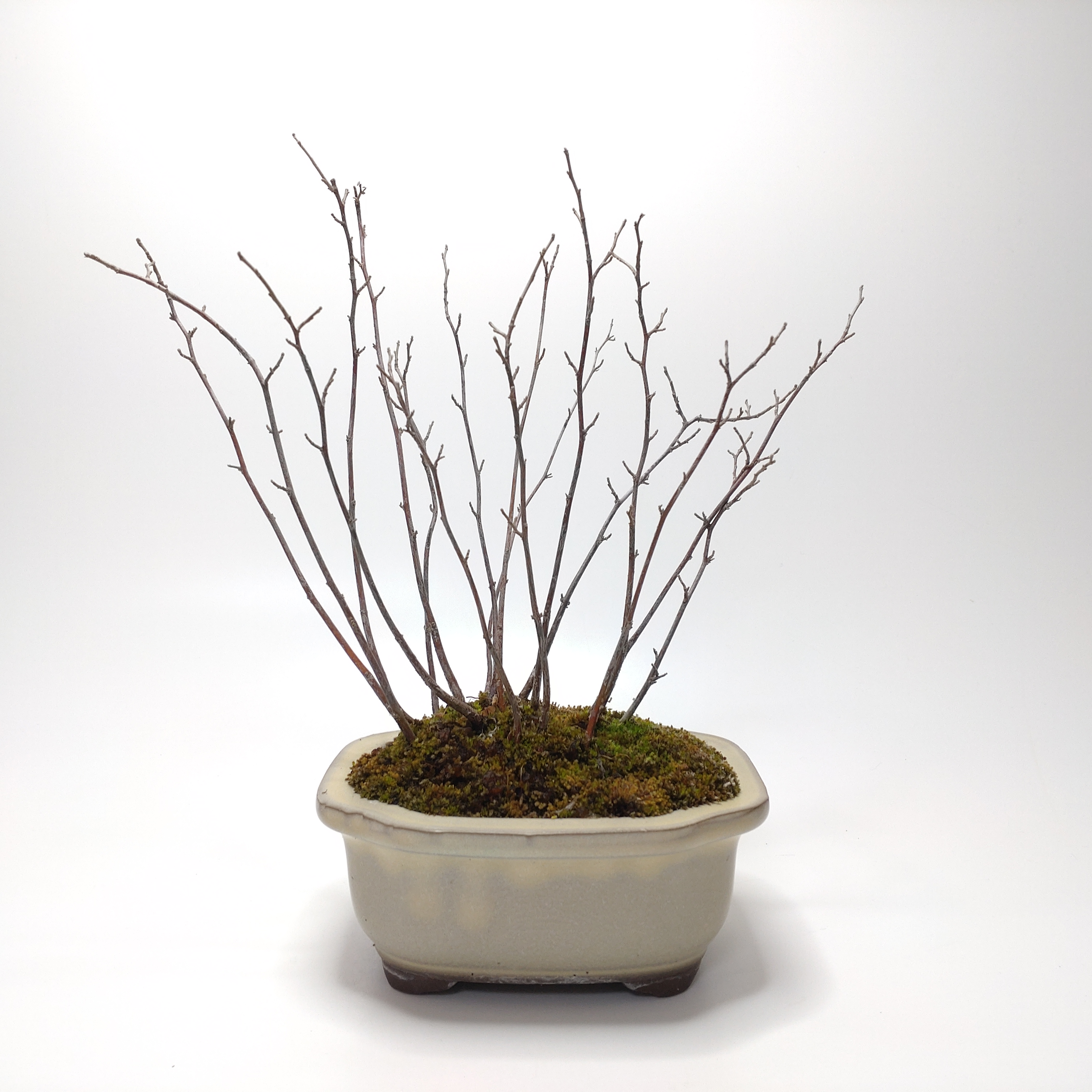 エゴノキ盆栽 SG004