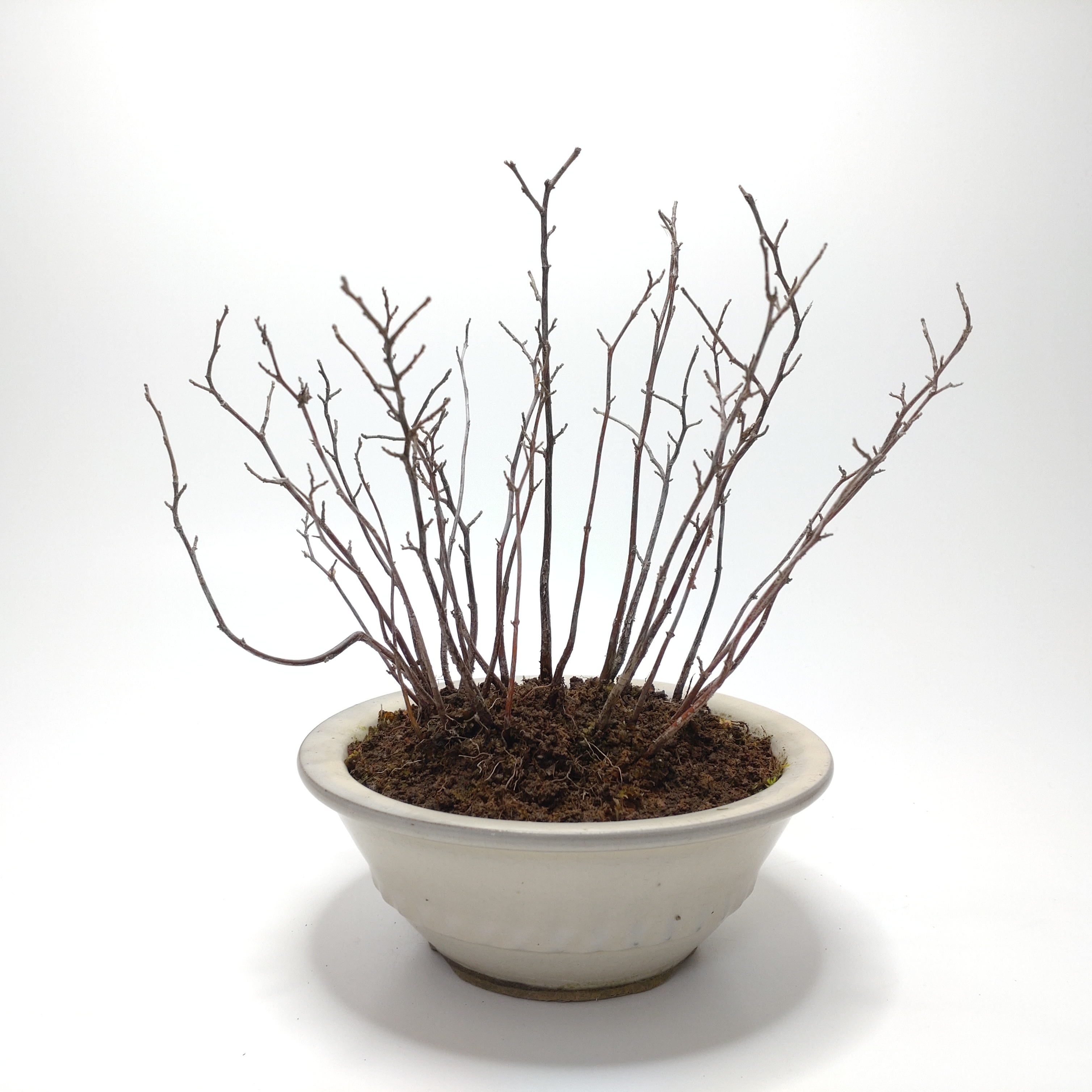 エゴノキ盆栽 SG005