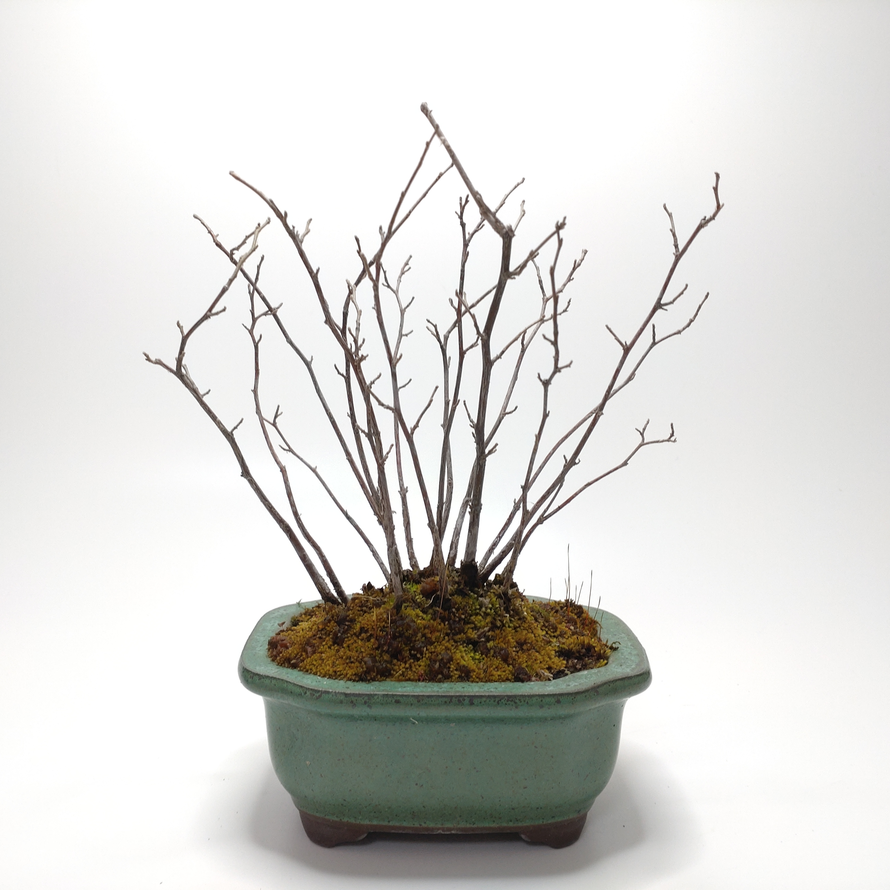 エゴノキ盆栽 SG006