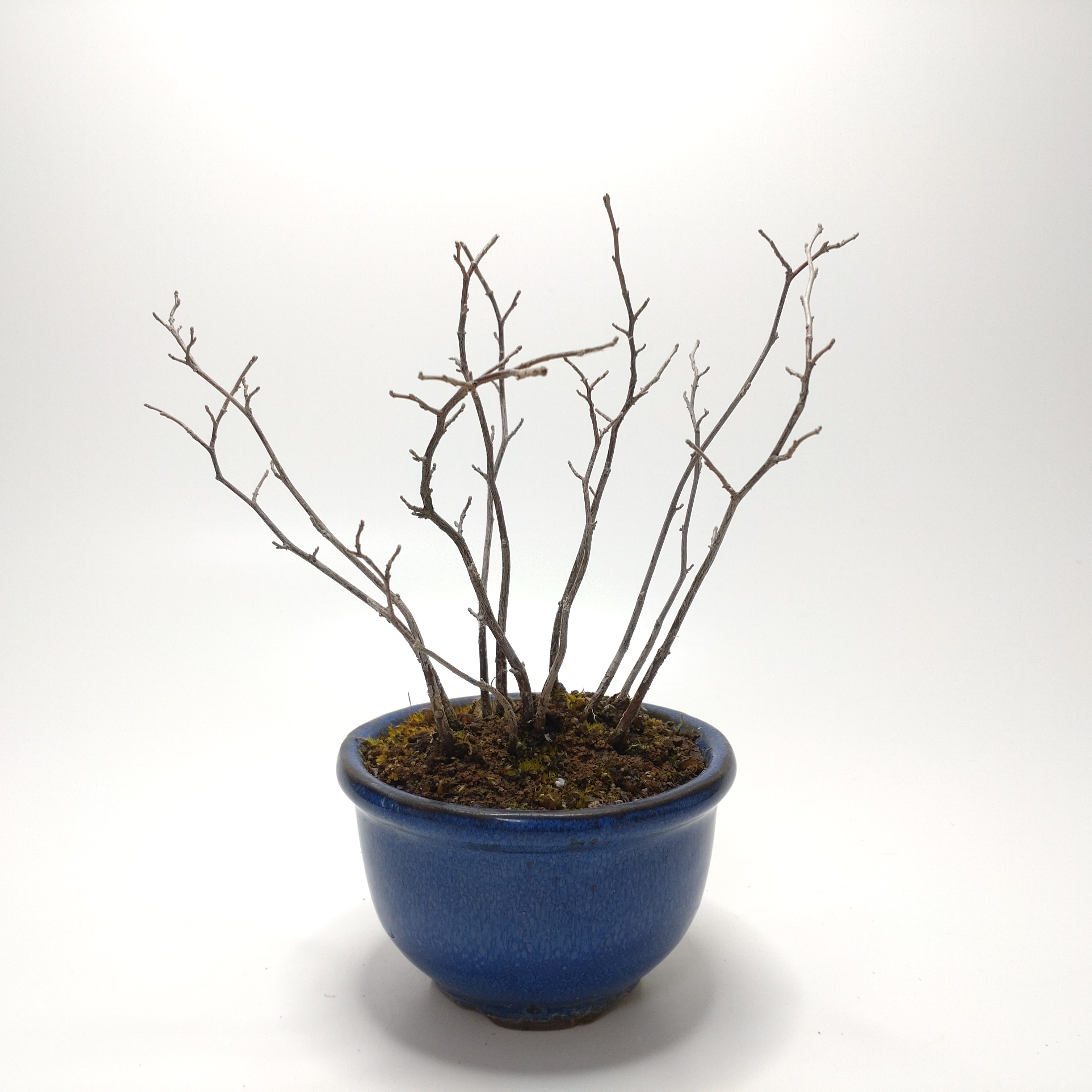 エゴノキ盆栽 SG007