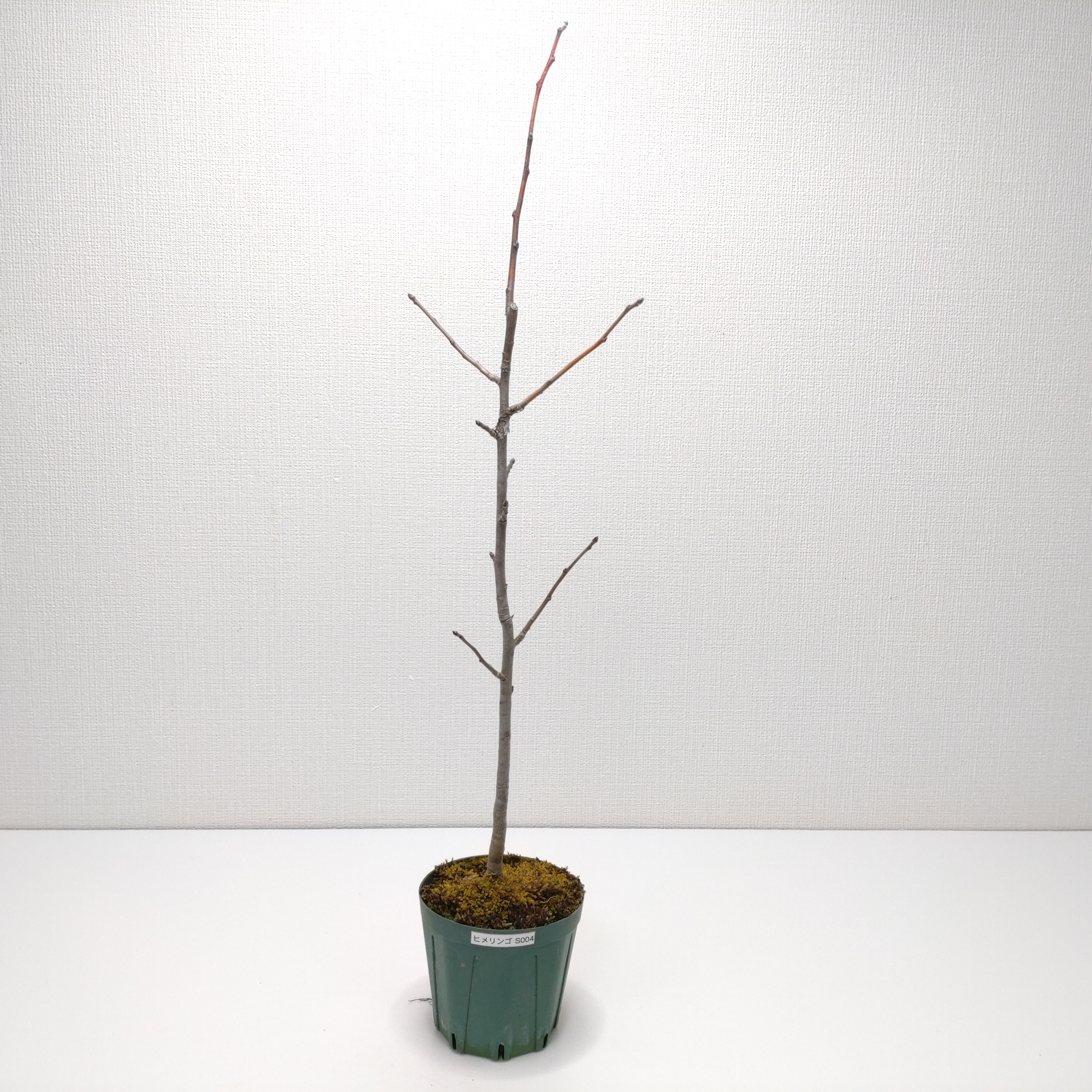 ヒメリンゴ（姫林檎）SS004