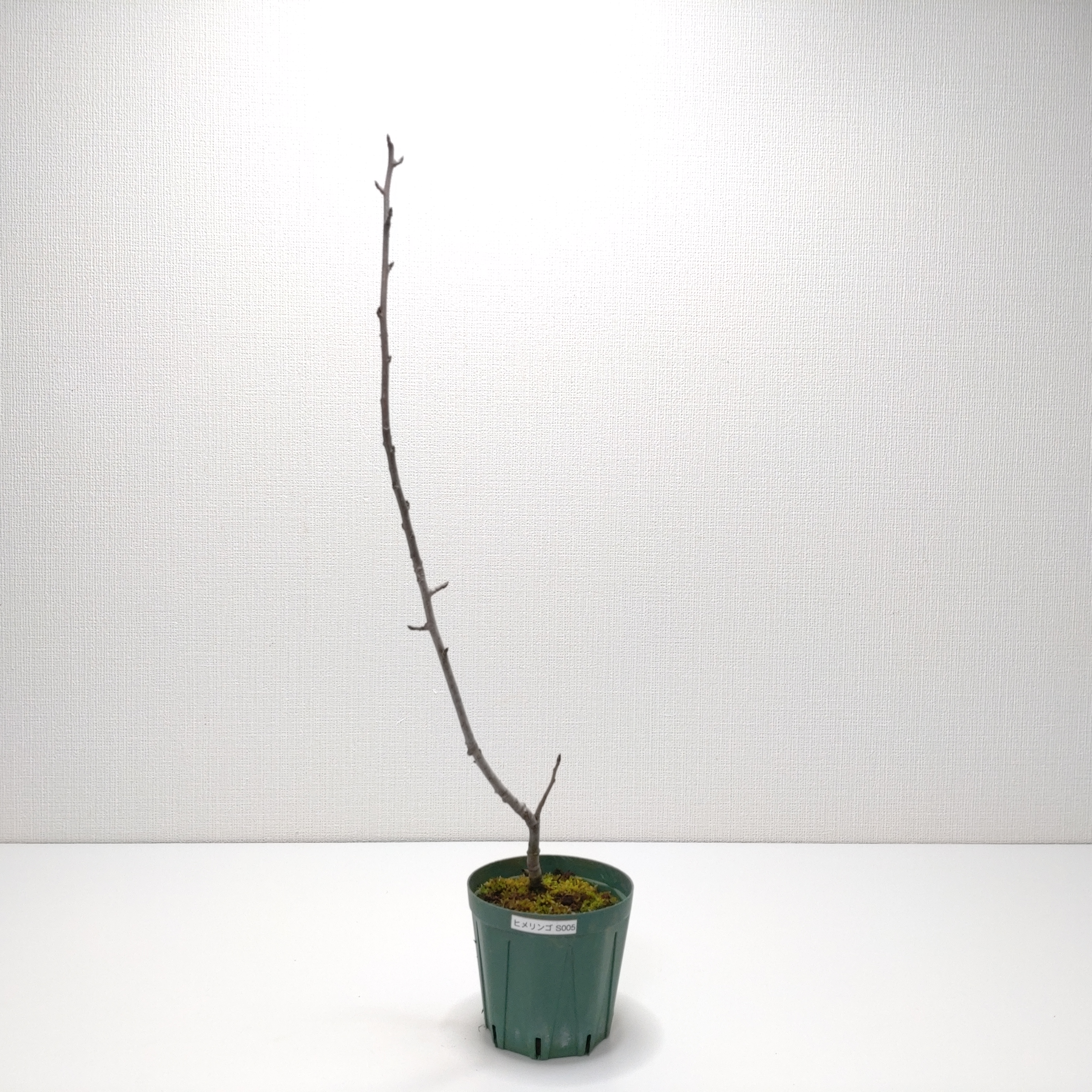 ヒメリンゴ（姫林檎）SS005