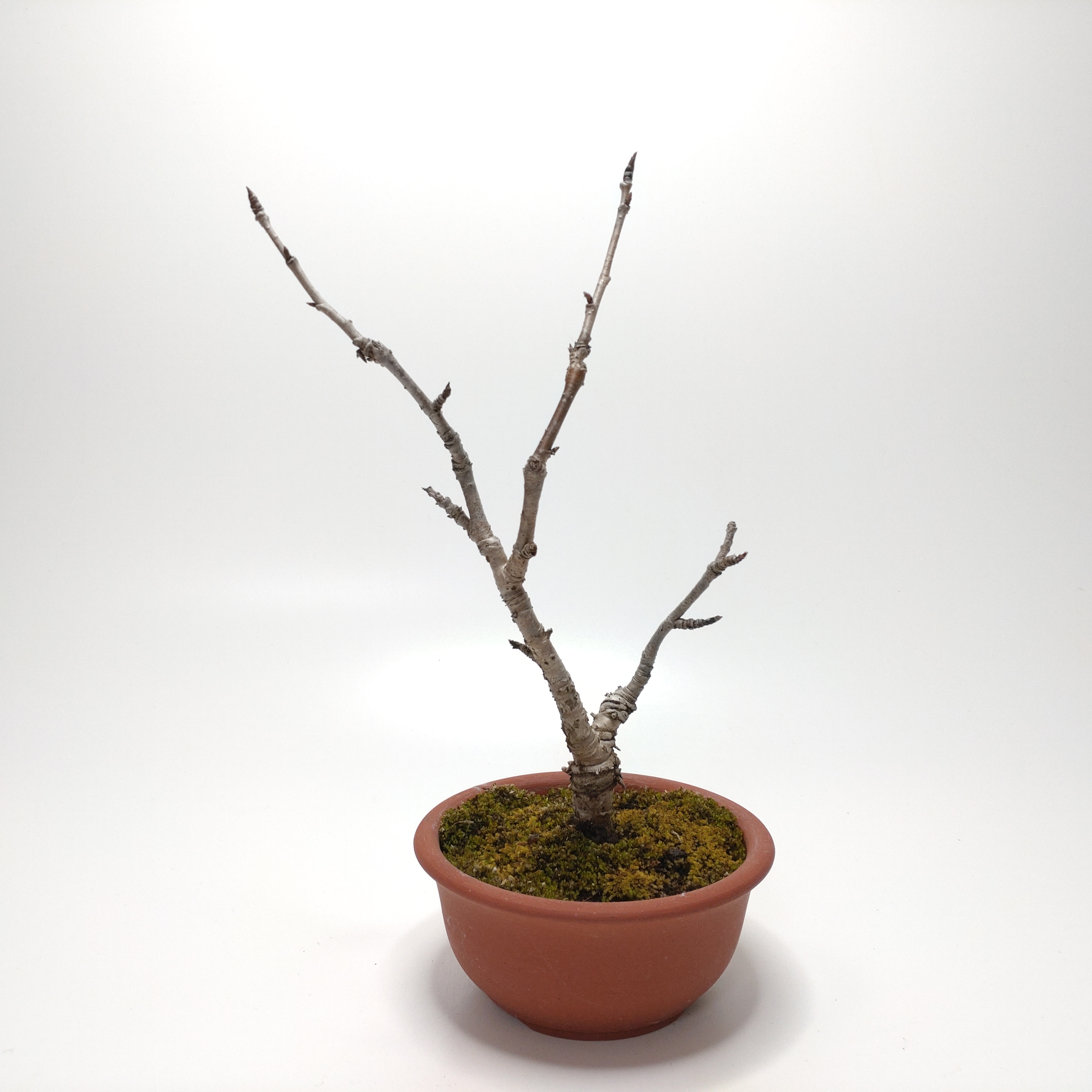 桜桃（サクランボ）盆栽 SS004