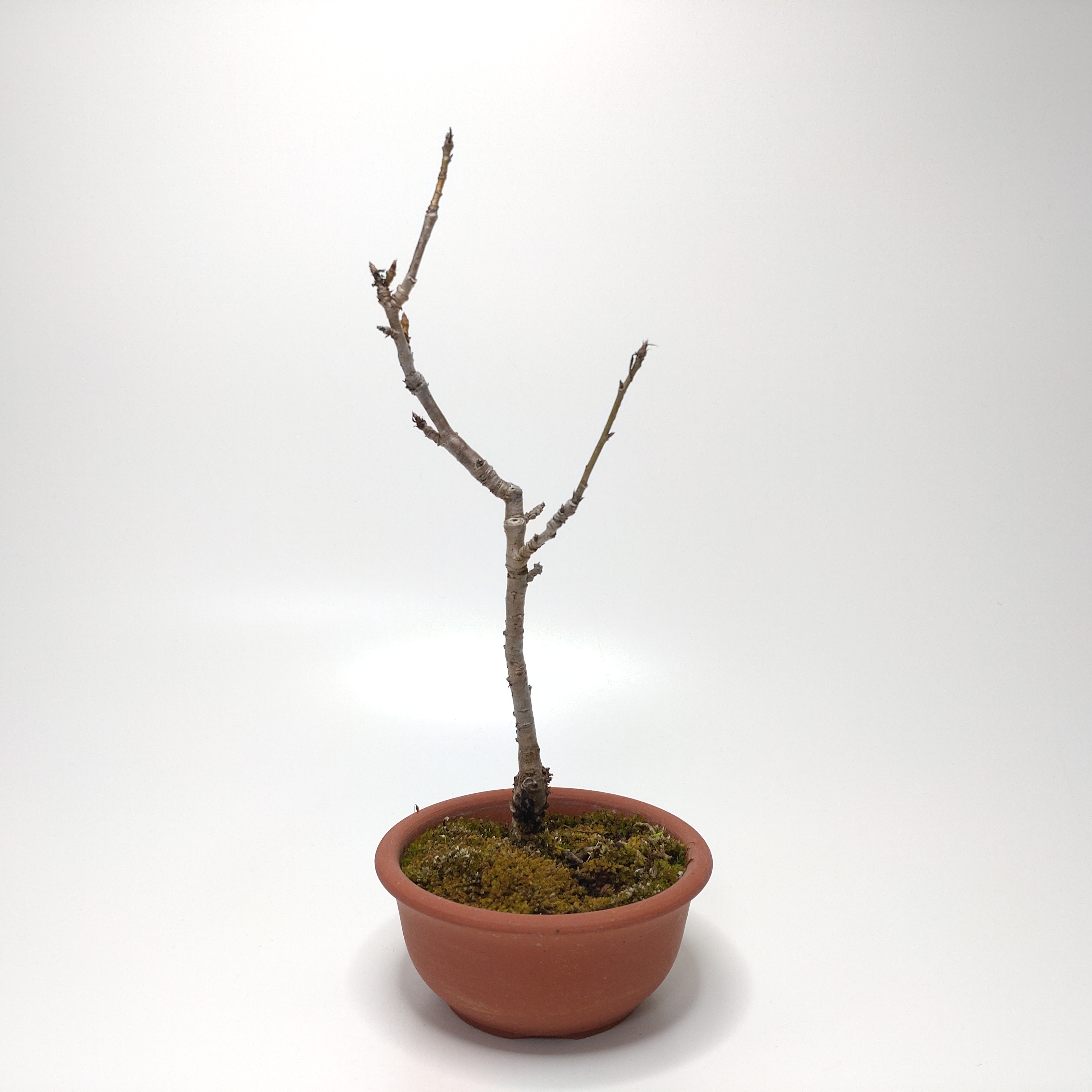 桜桃（サクランボ）盆栽 SS006