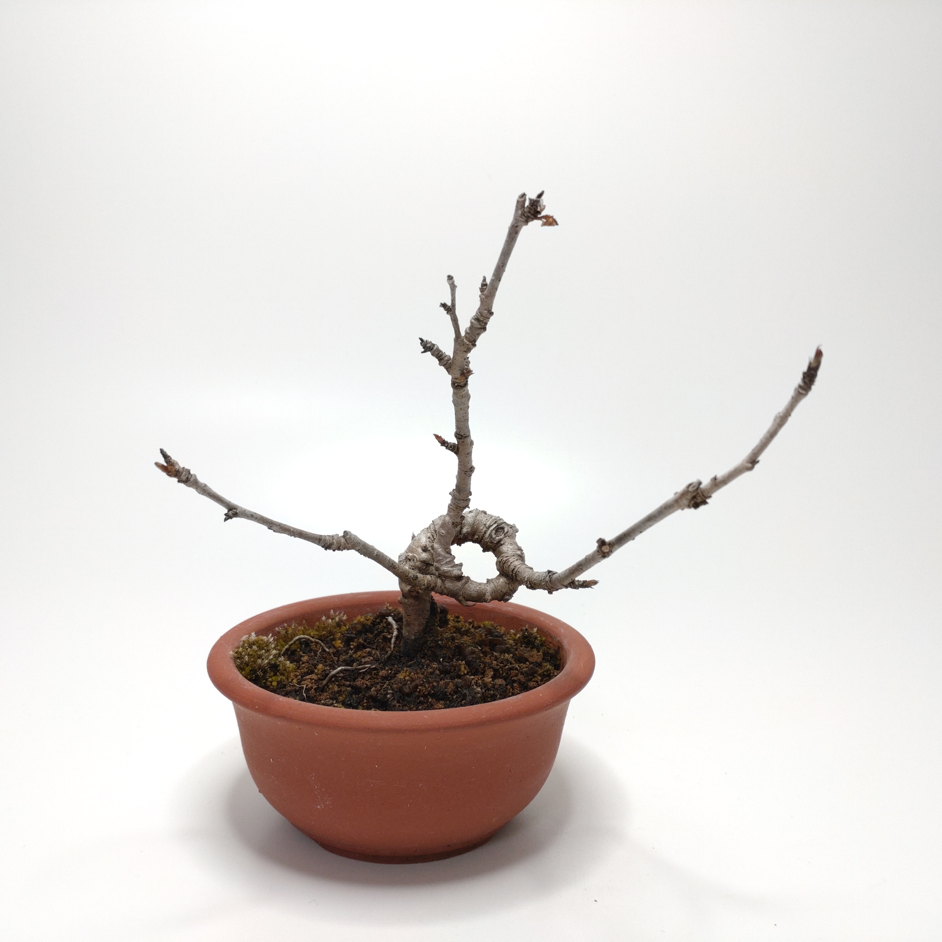 桜桃（サクランボ）盆栽 SS010