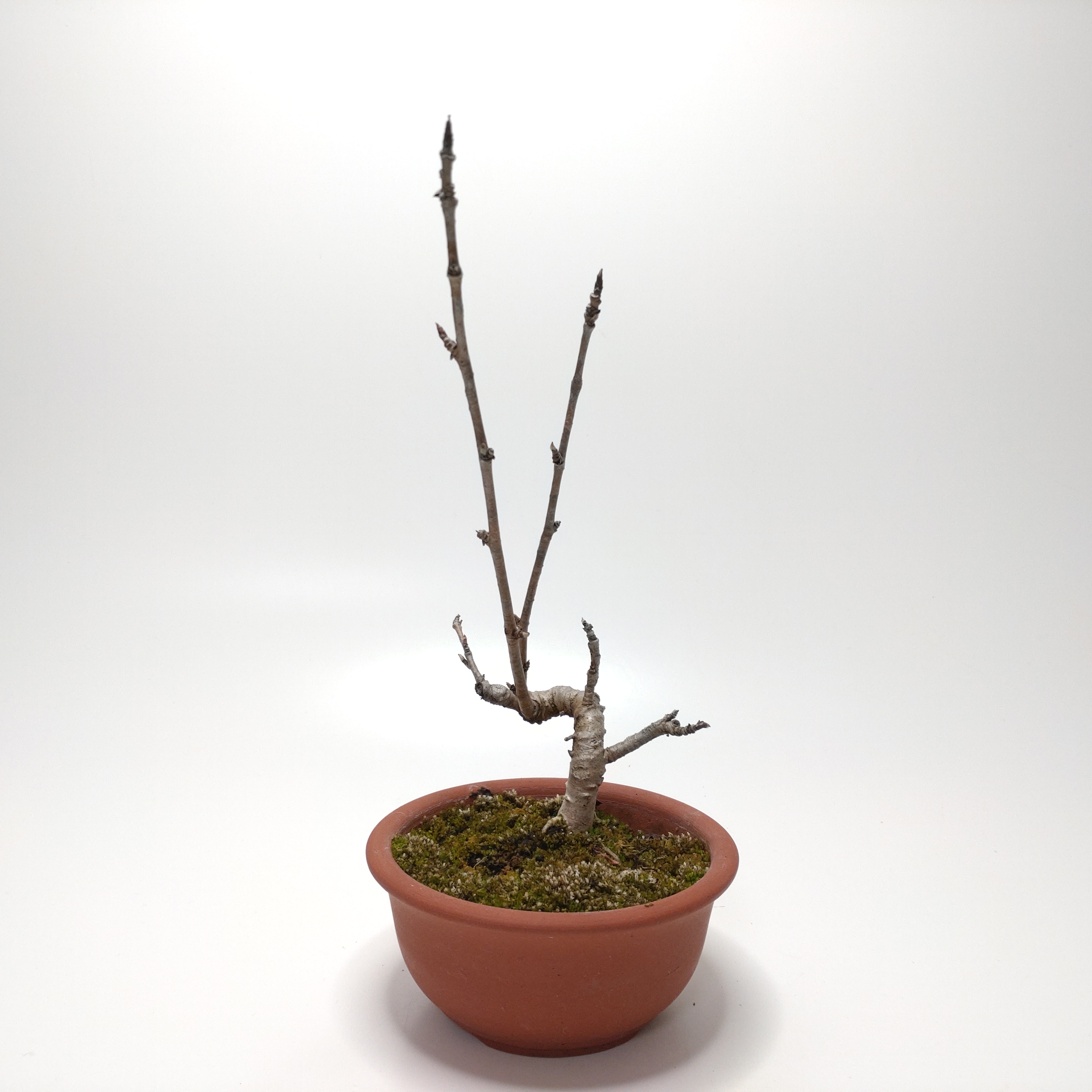 桜桃（サクランボ）盆栽 SS014