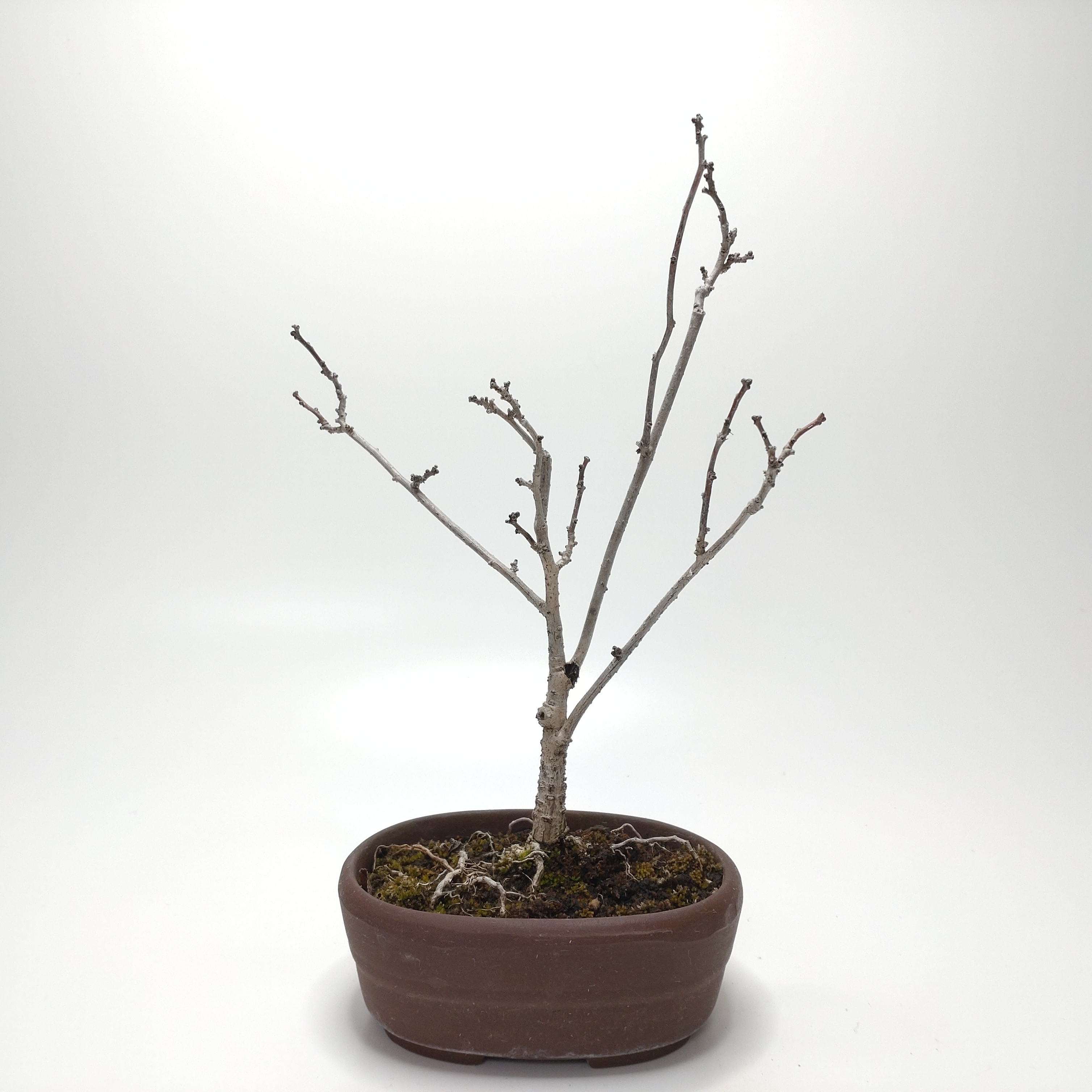 蔓梅擬（ツルウメモドキ）盆栽 SS002