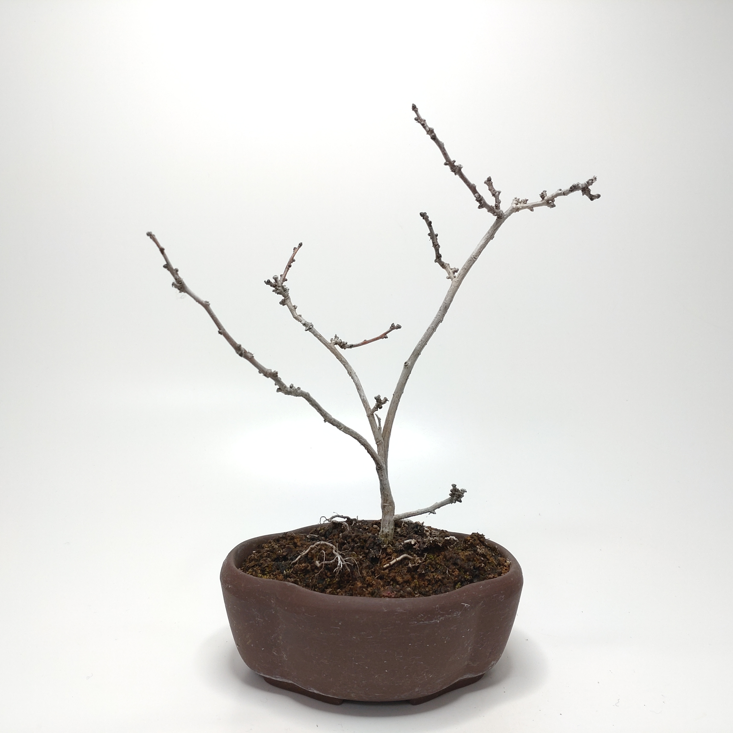 蔓梅擬（ツルウメモドキ）盆栽 SS005