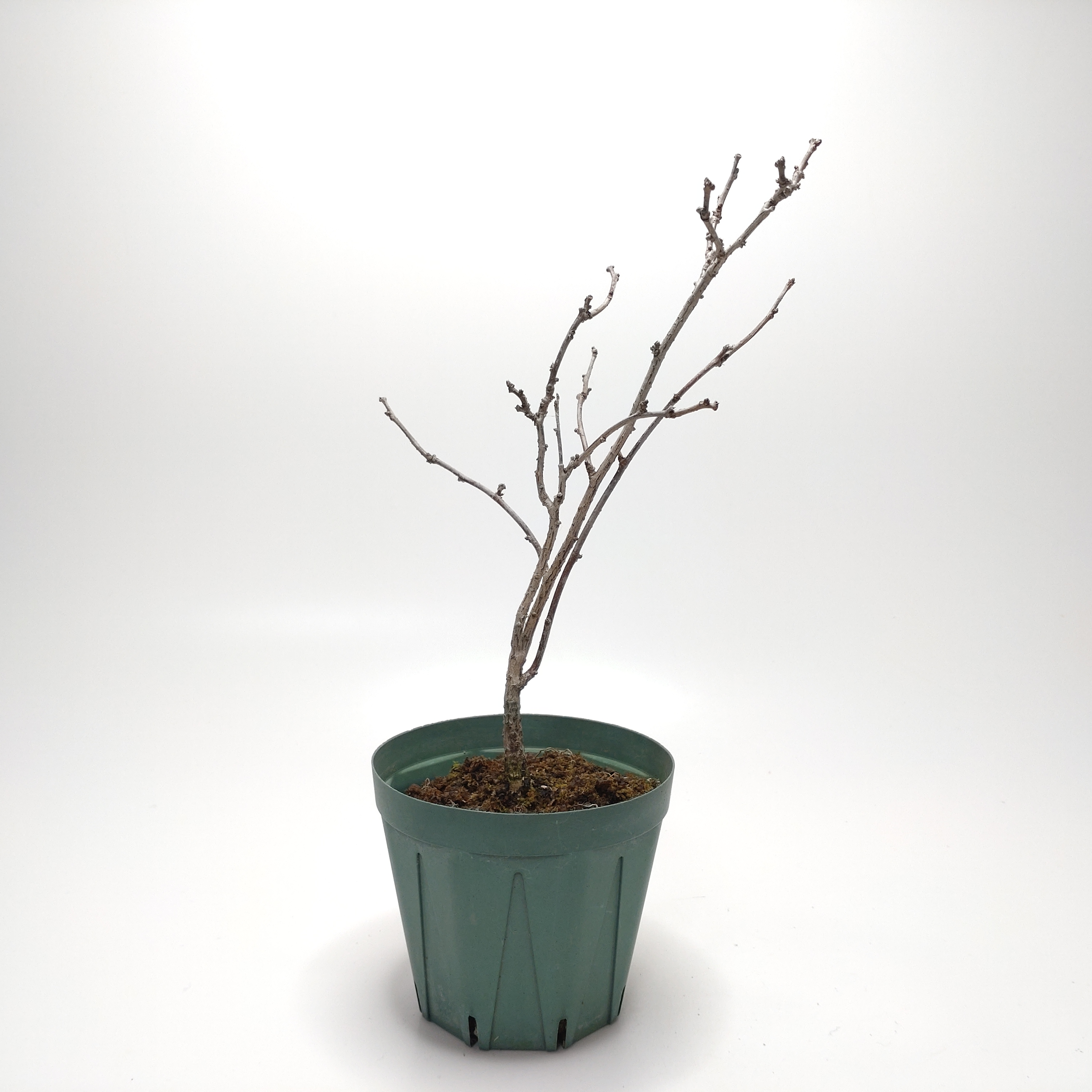 ツルウメモドキ（蔓梅擬）SS008