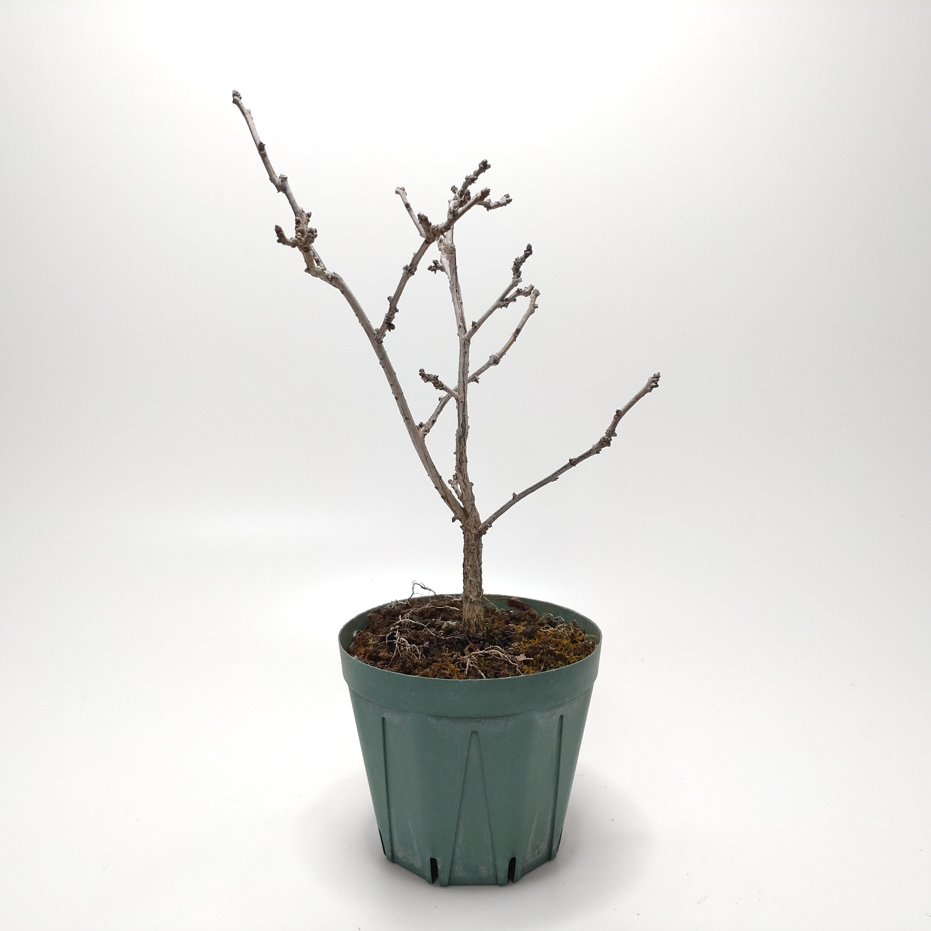 ツルウメモドキ（蔓梅擬）SS009