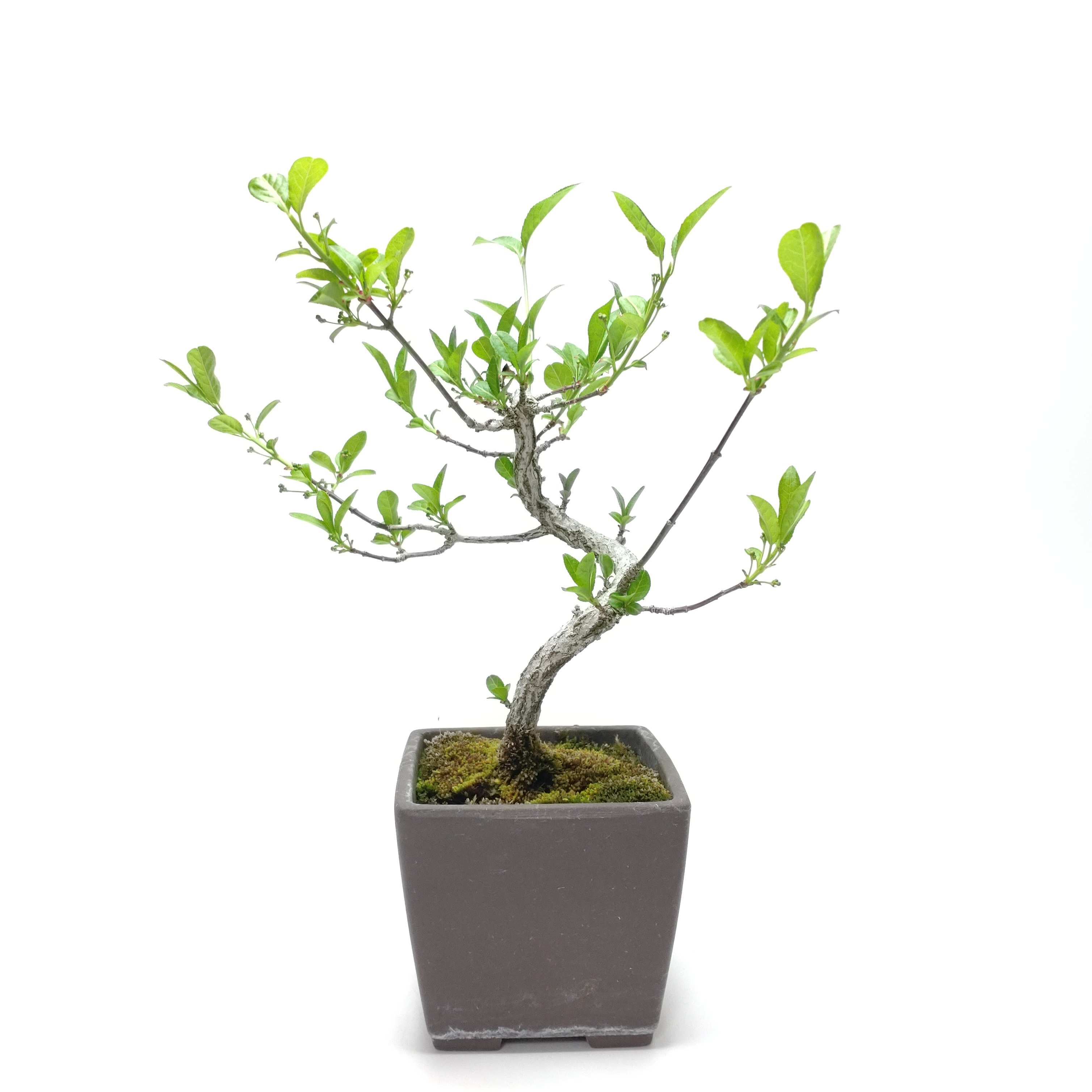 真弓（マユミ）盆栽 SS027