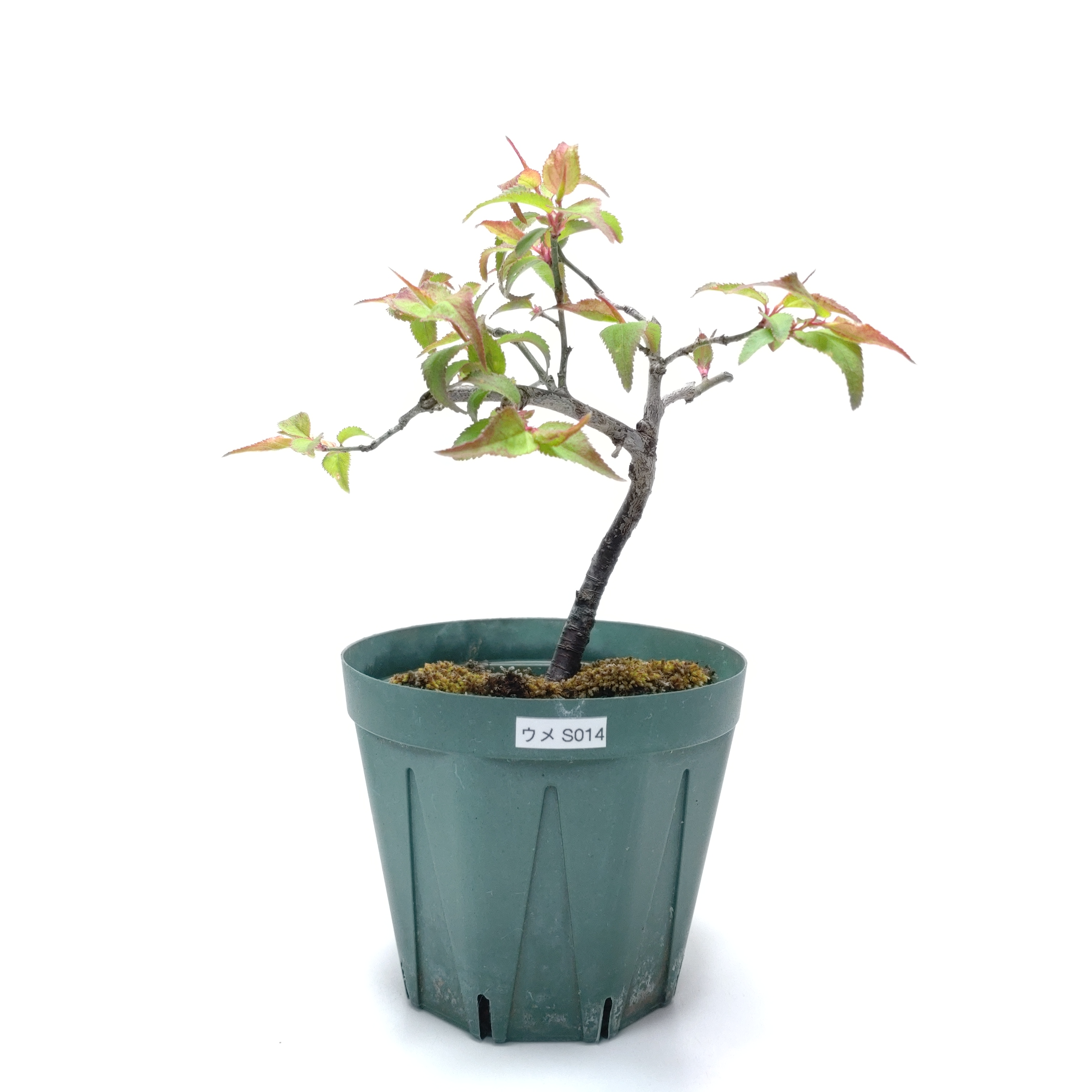 ウメ（梅）SS014