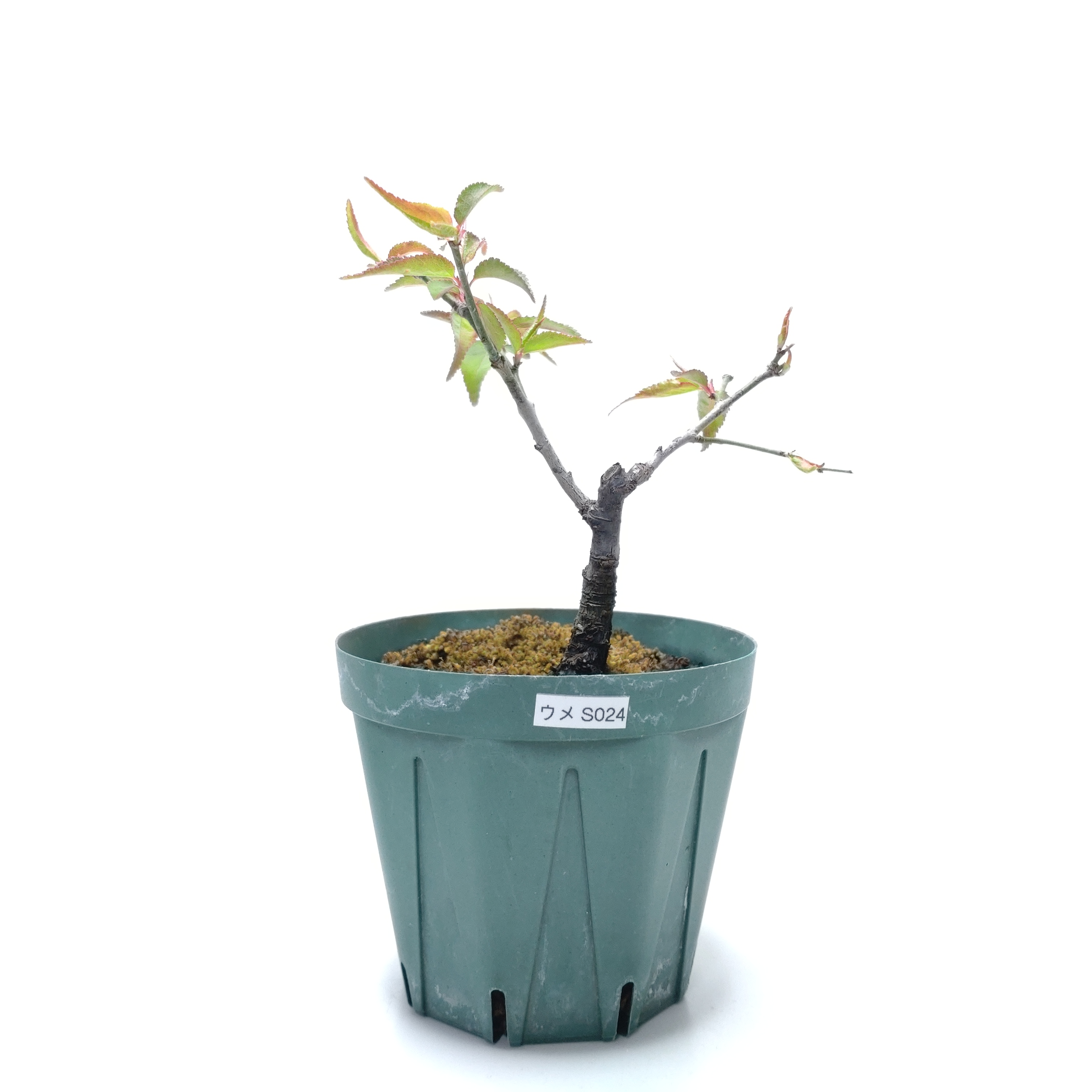 ウメ（梅）SS024