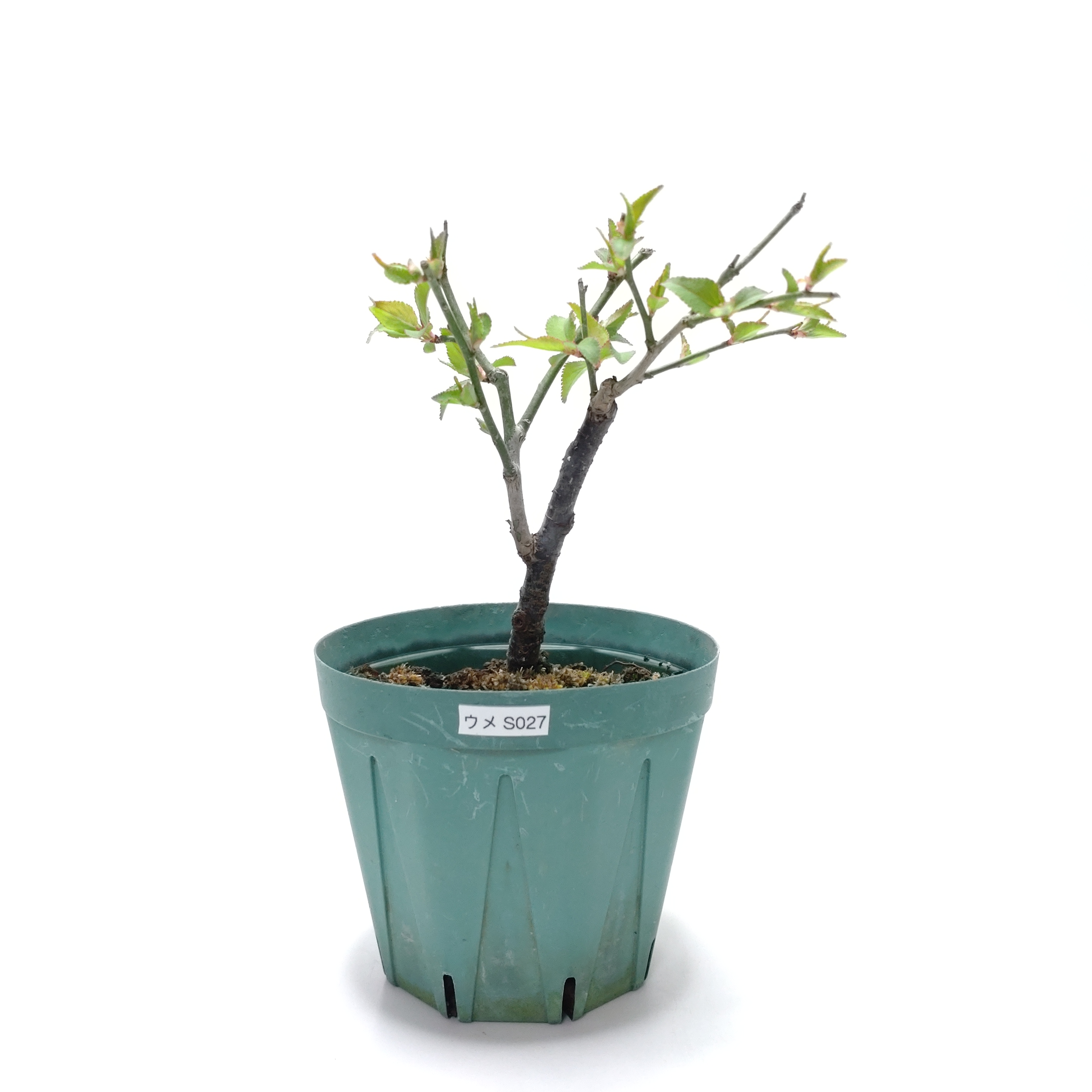 ウメ（梅）SS027