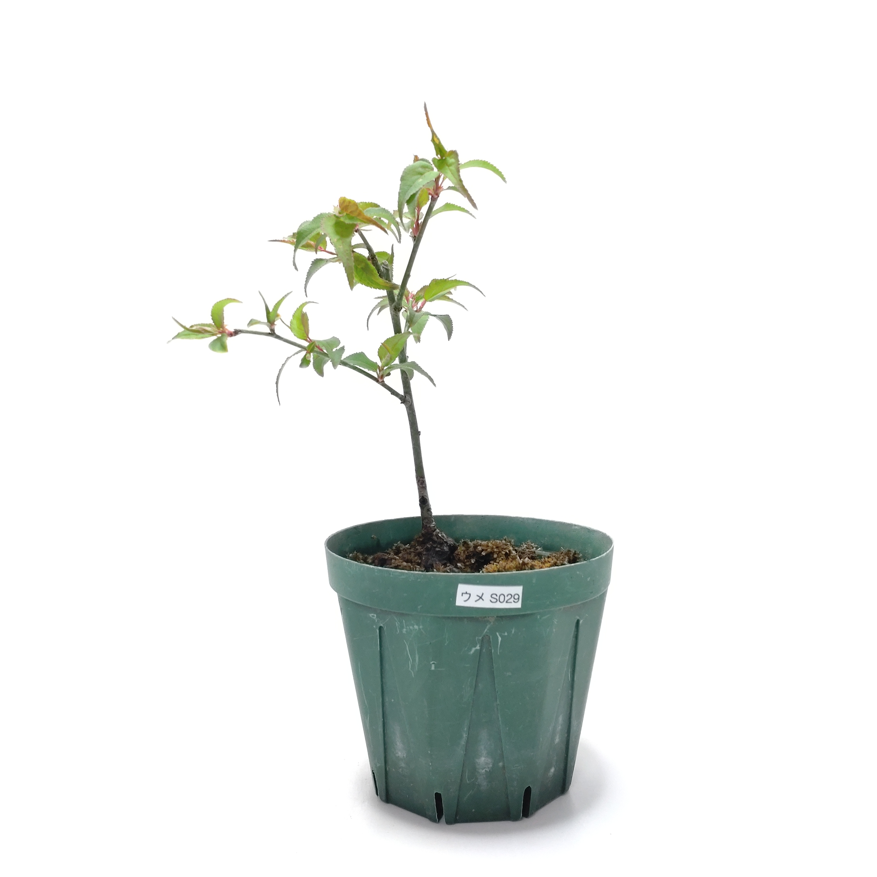 ウメ（梅）SS029