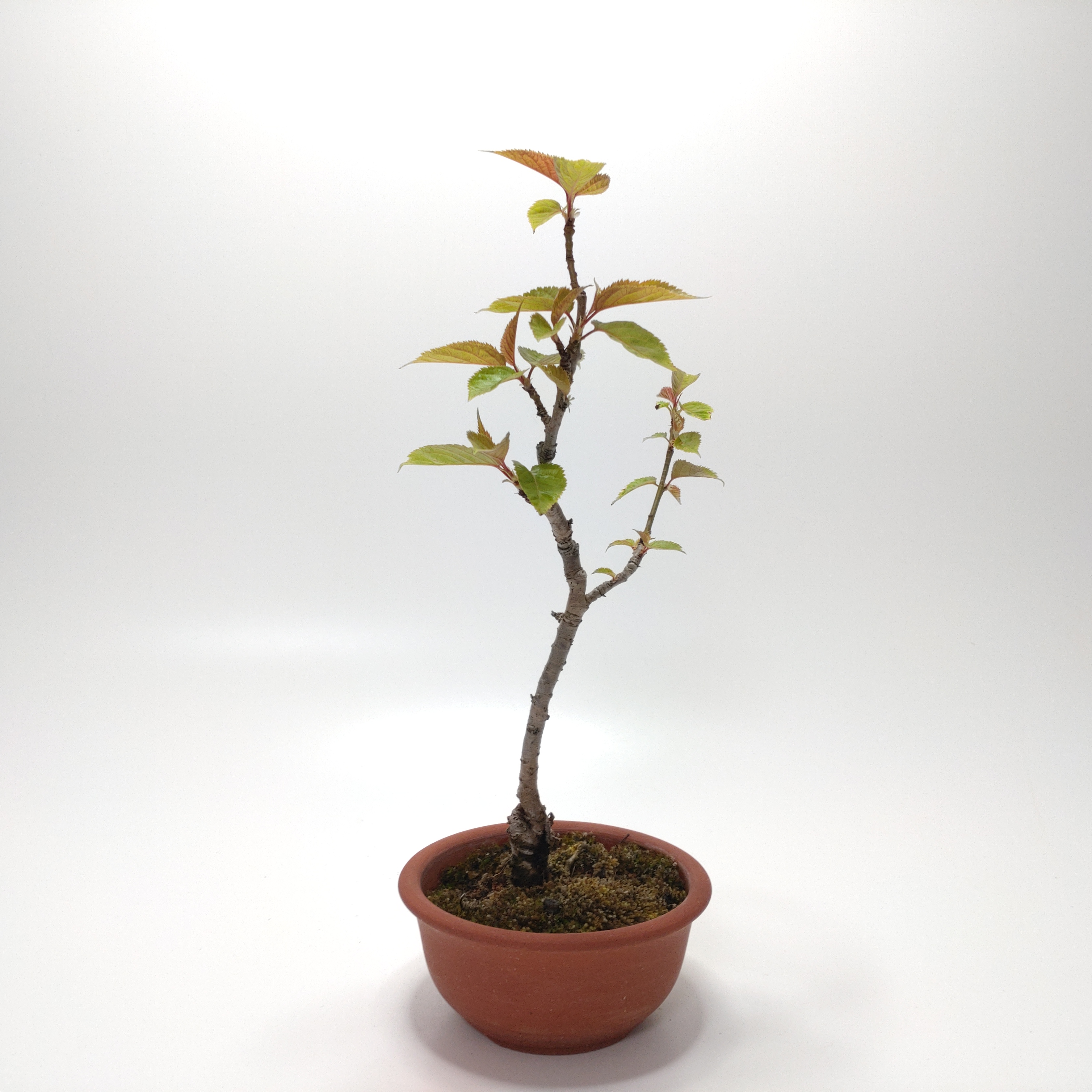 桜桃（サクランボ）盆栽 SS006