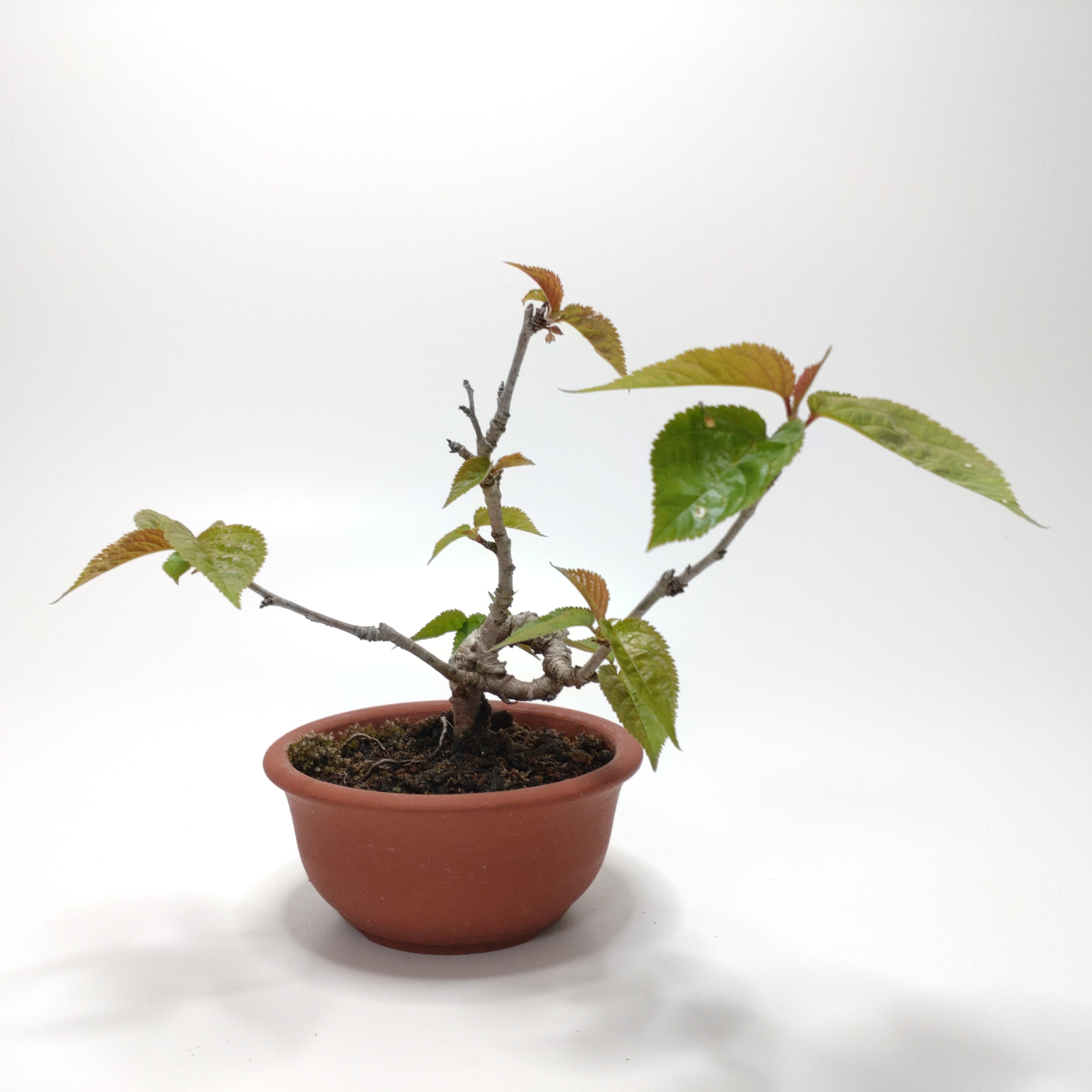 桜桃（サクランボ）盆栽 SS010