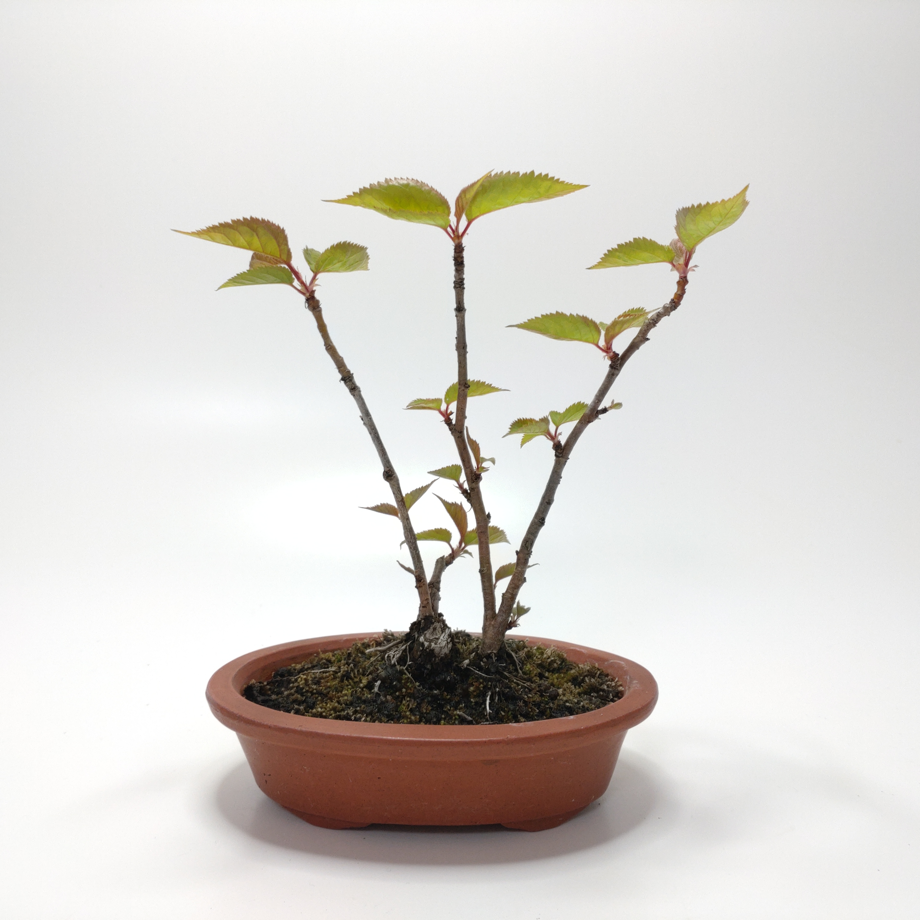 桜桃（サクランボ）盆栽 SG013
