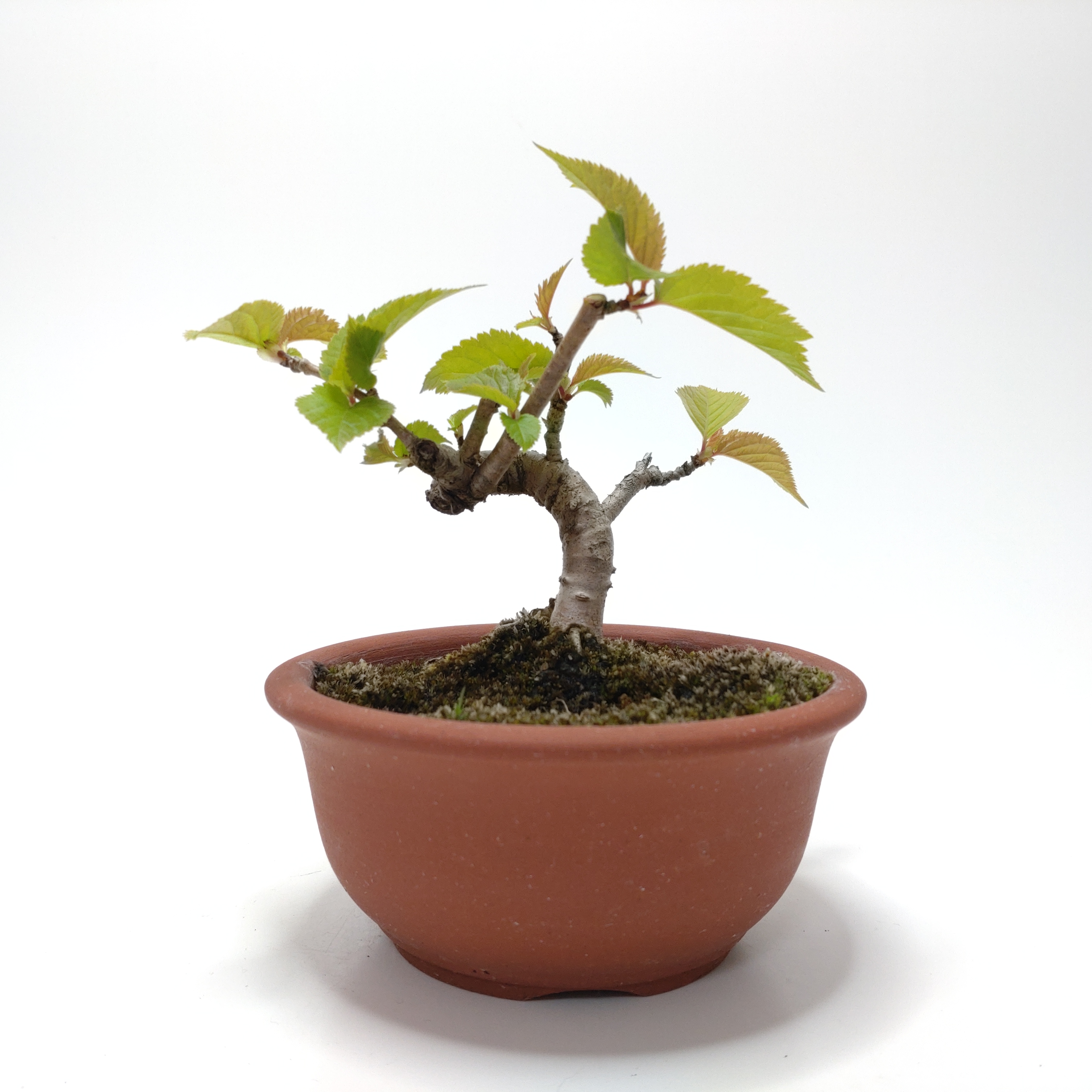 桜桃（サクランボ）盆栽 SS014