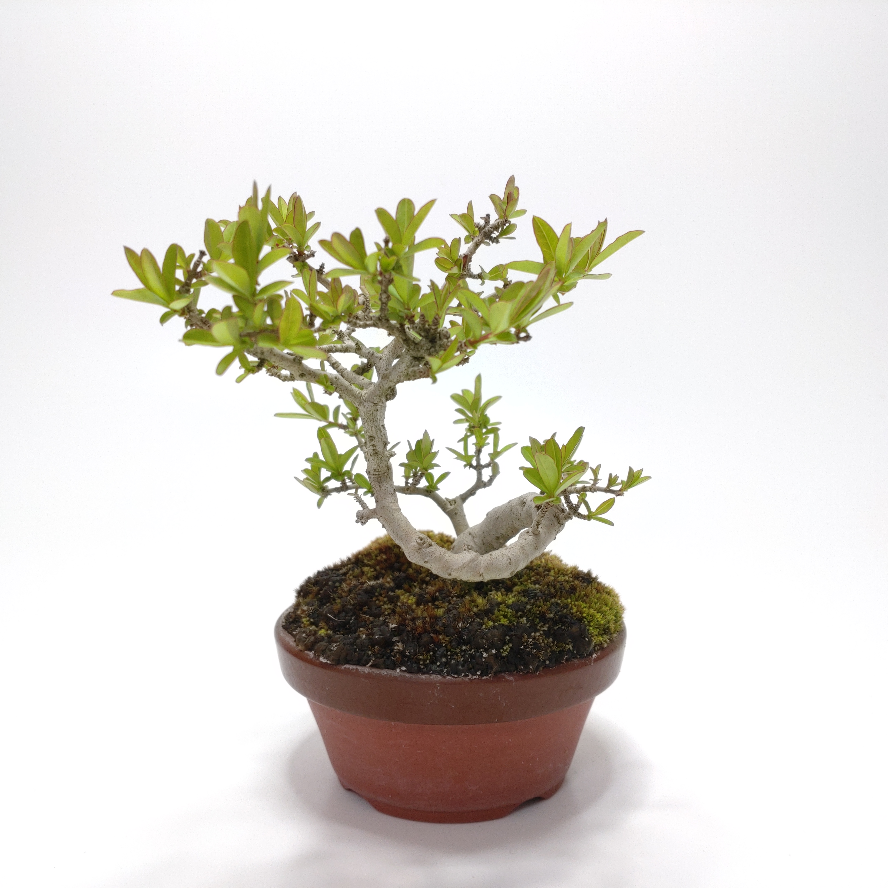 イボタノキ（水蝋樹）SS005