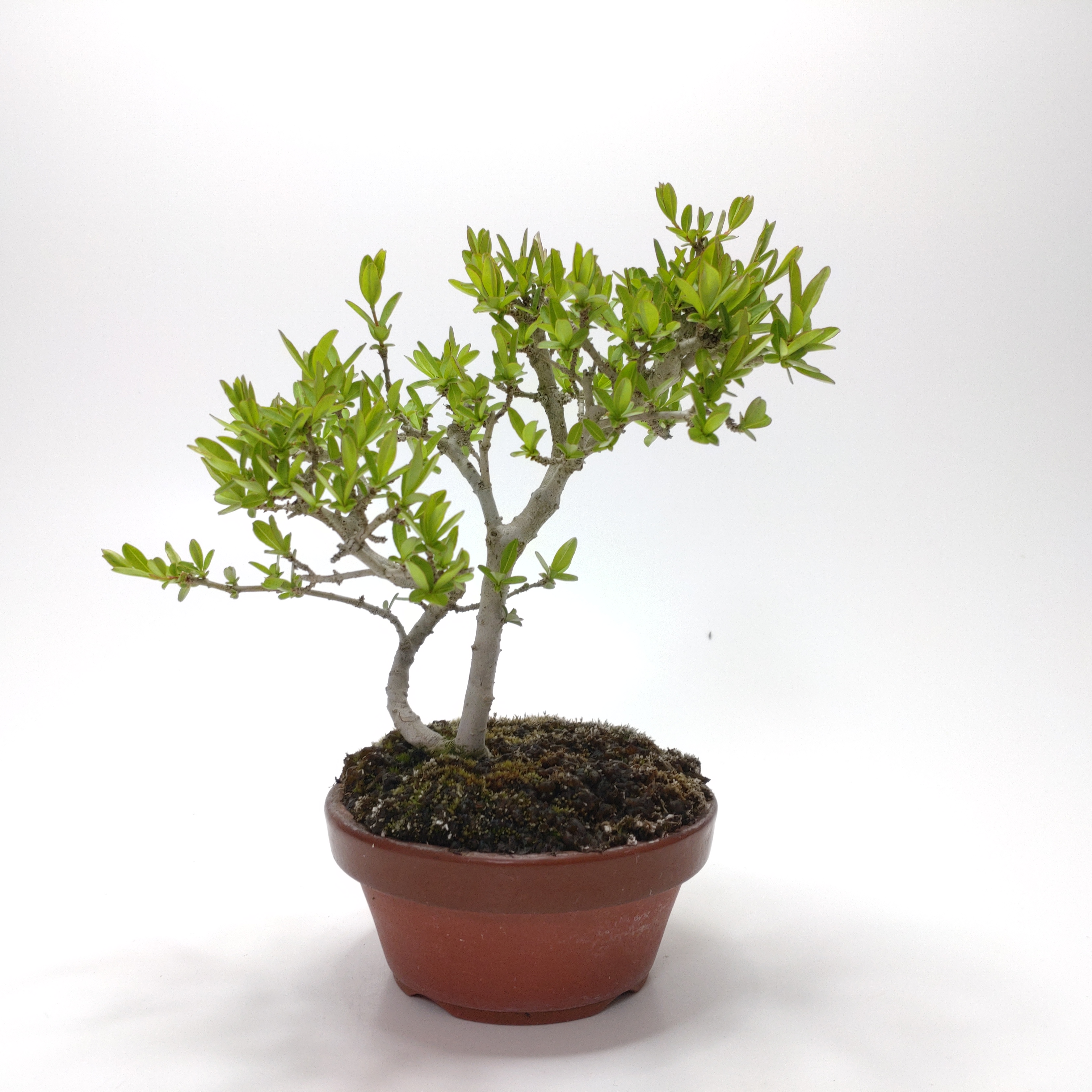 イボタノキ（水蝋樹）SS007