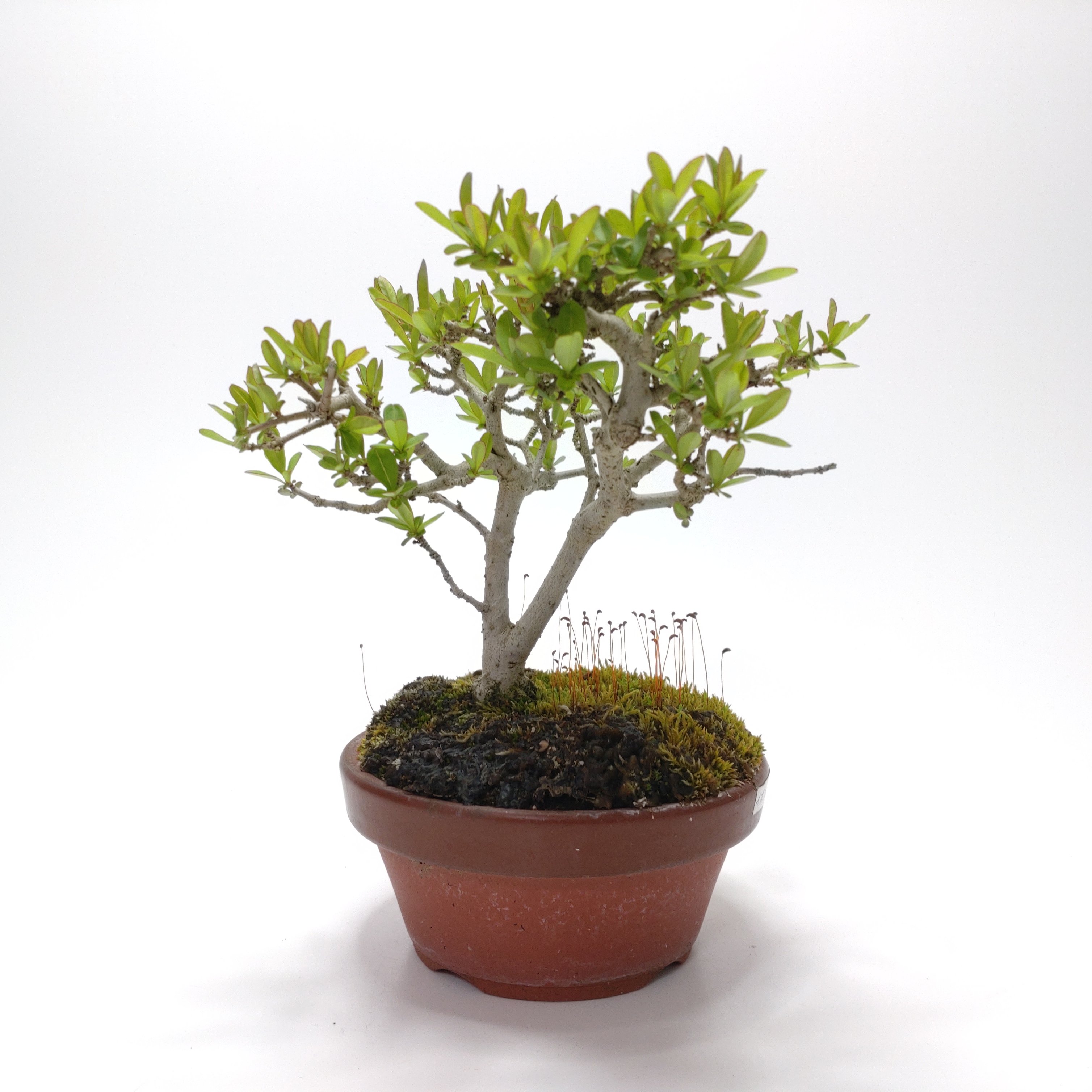 イボタノキ（水蝋樹）SS009