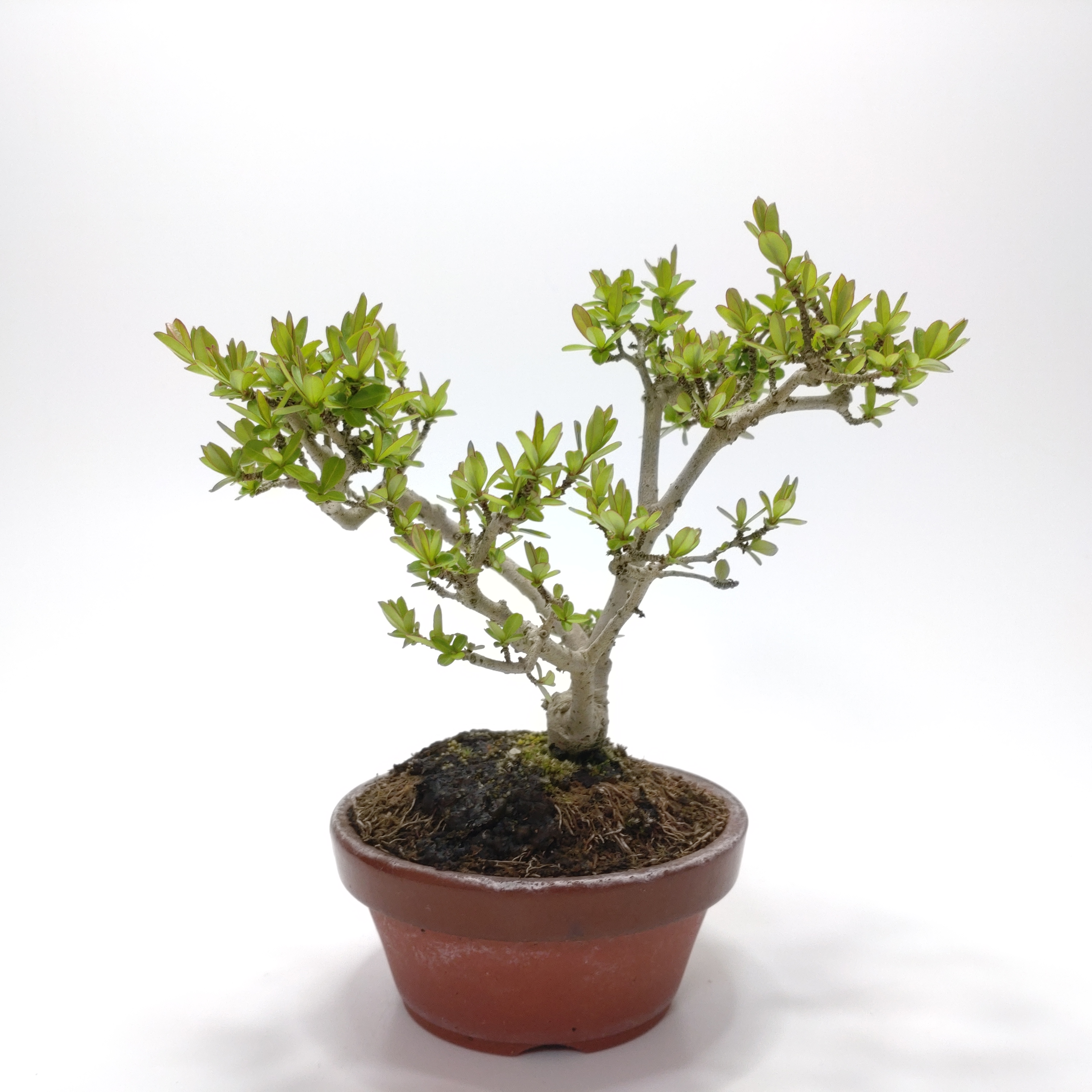 イボタノキ（水蝋樹）SS015