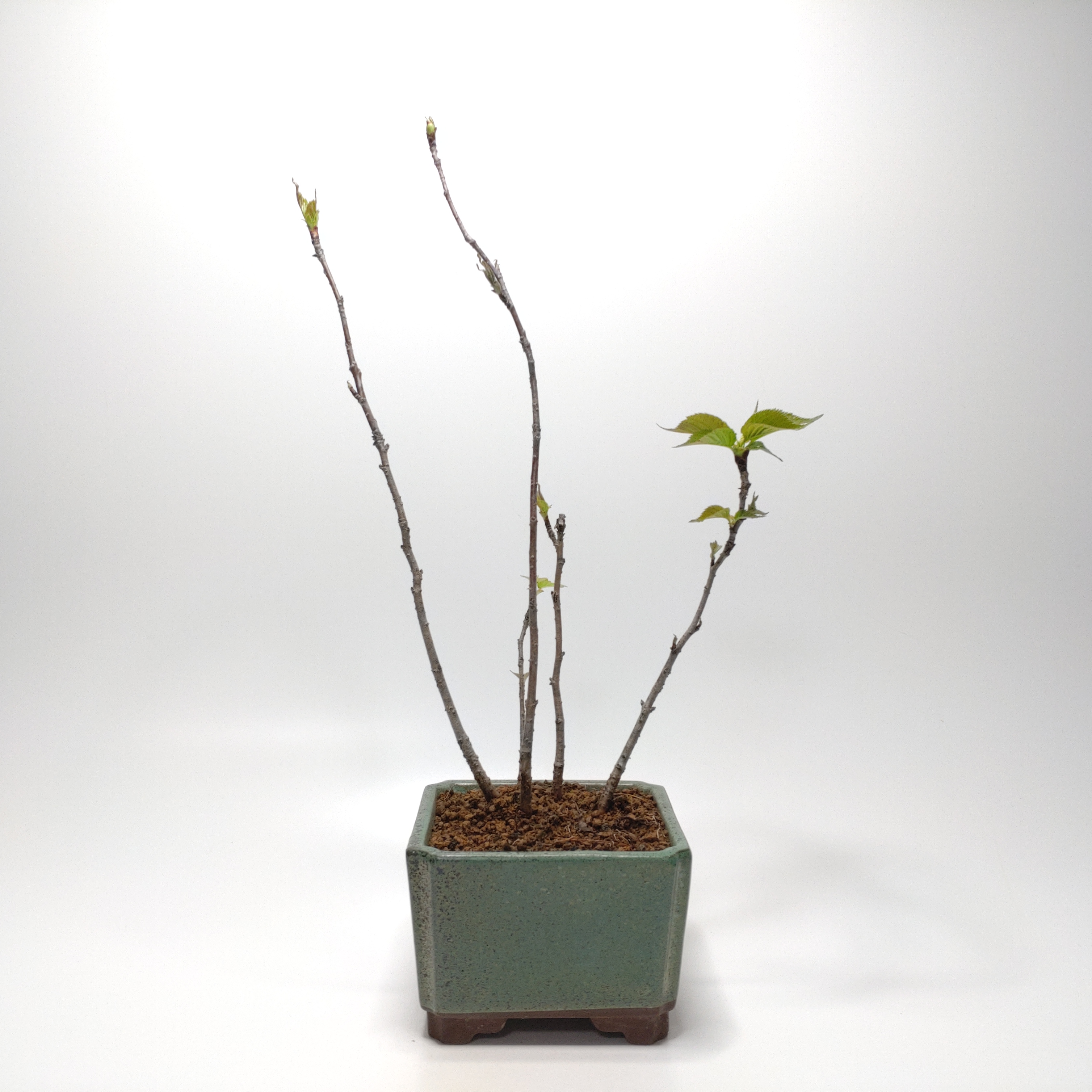 山桜（ヤマザクラ）盆栽 G002