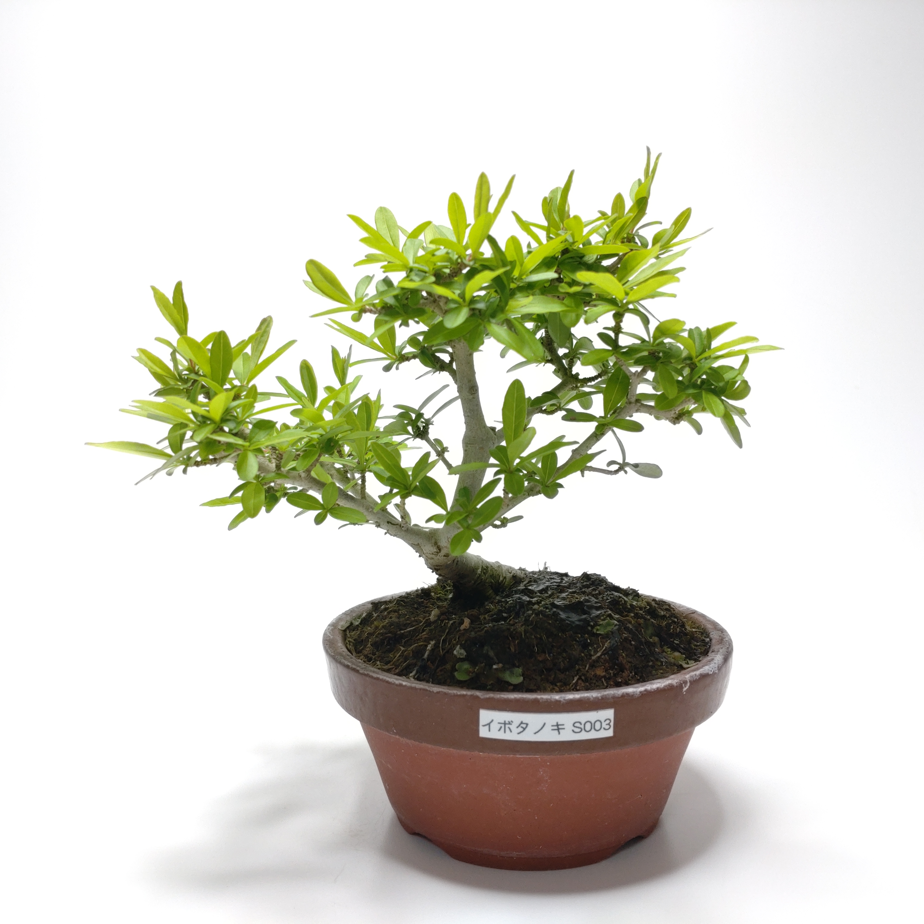 イボタノキ（水蝋樹）S003