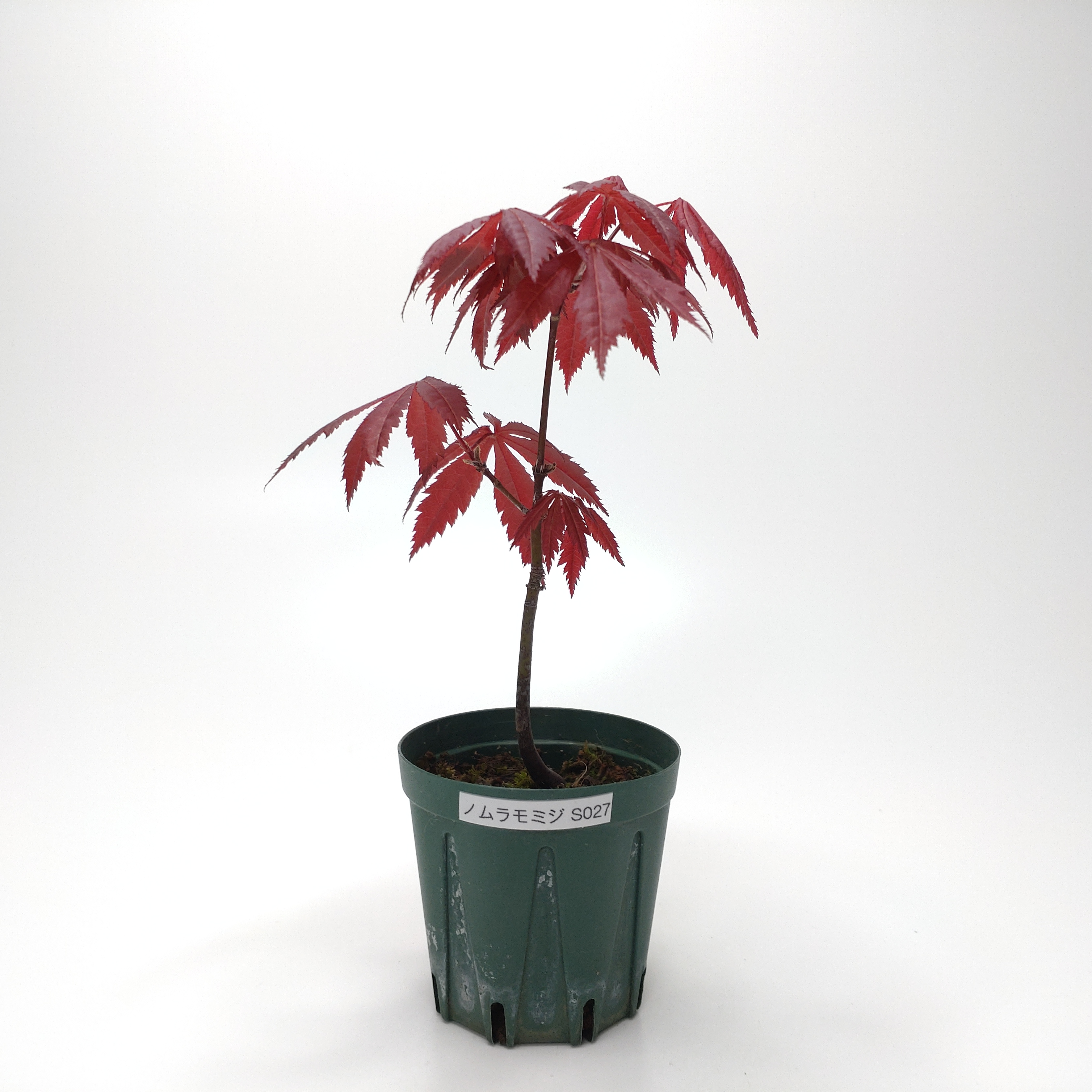 ノムラモミジ（濃紫紅葉）S027