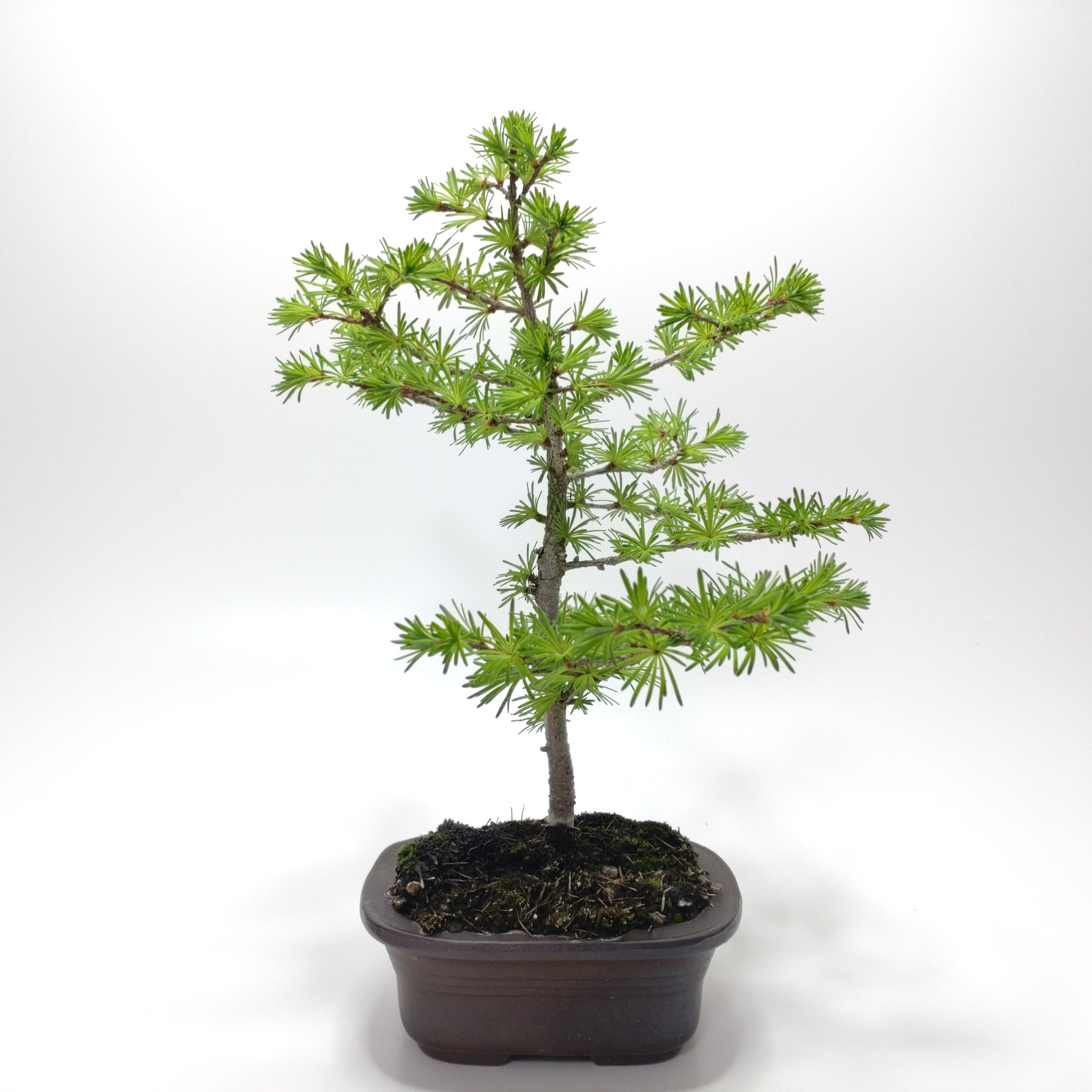 唐松（カラマツ）盆栽 SS003