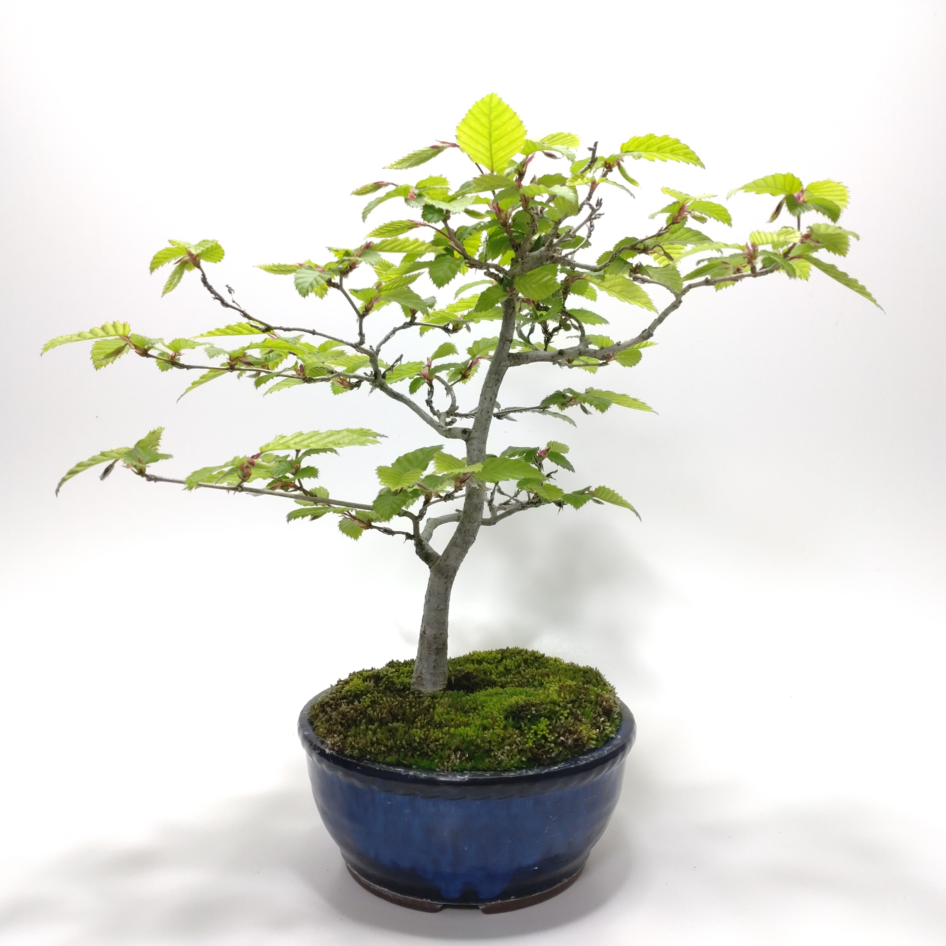 白四手（シロシデ）盆栽 SS005