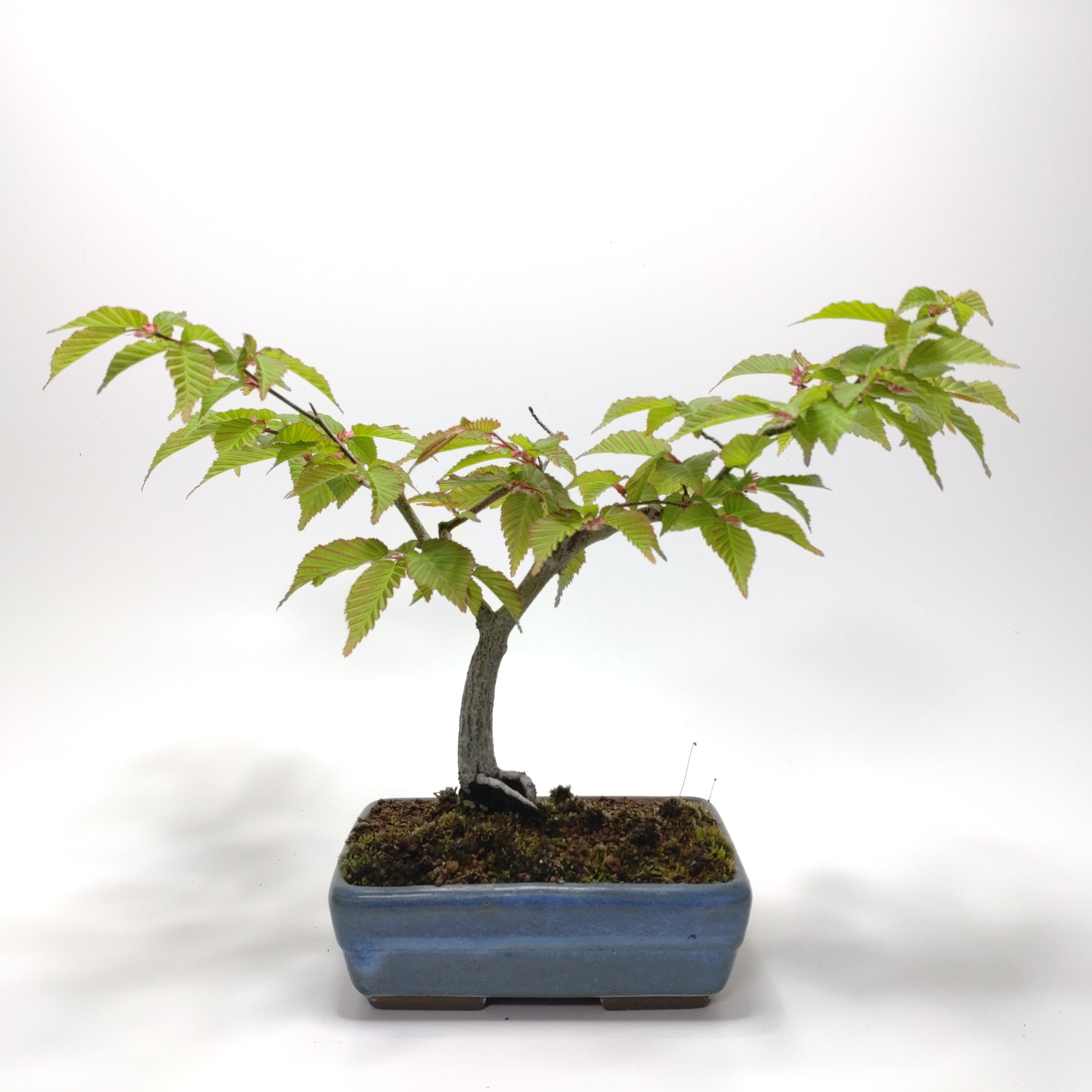 赤四手（アカシデ）盆栽 SS006