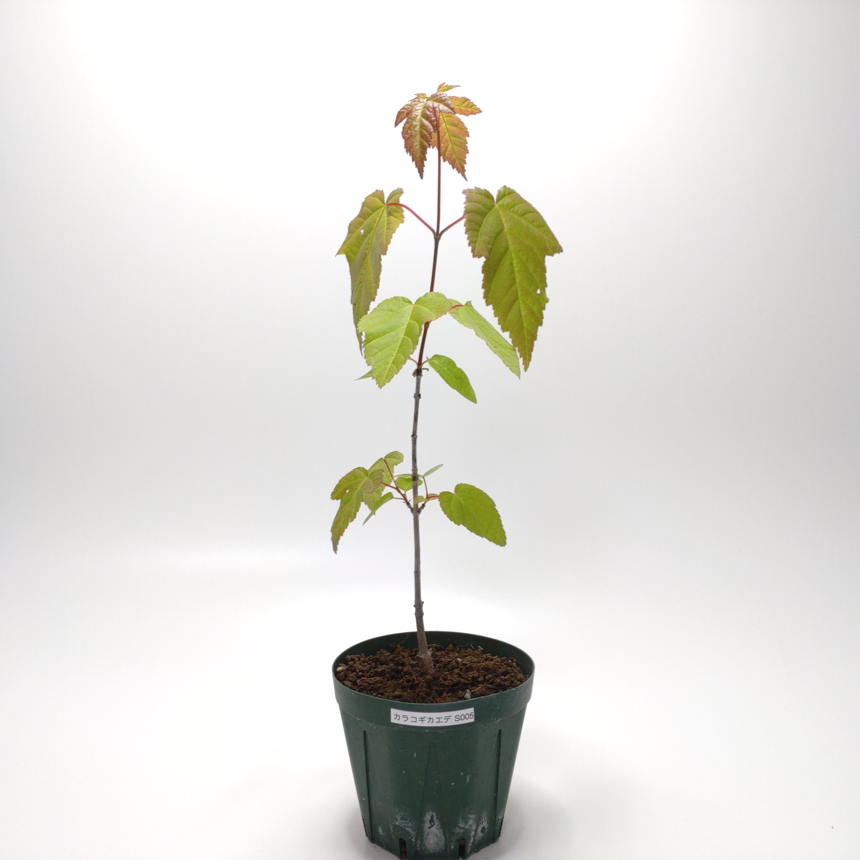 カラコギカエデ（鹿子木楓）S005