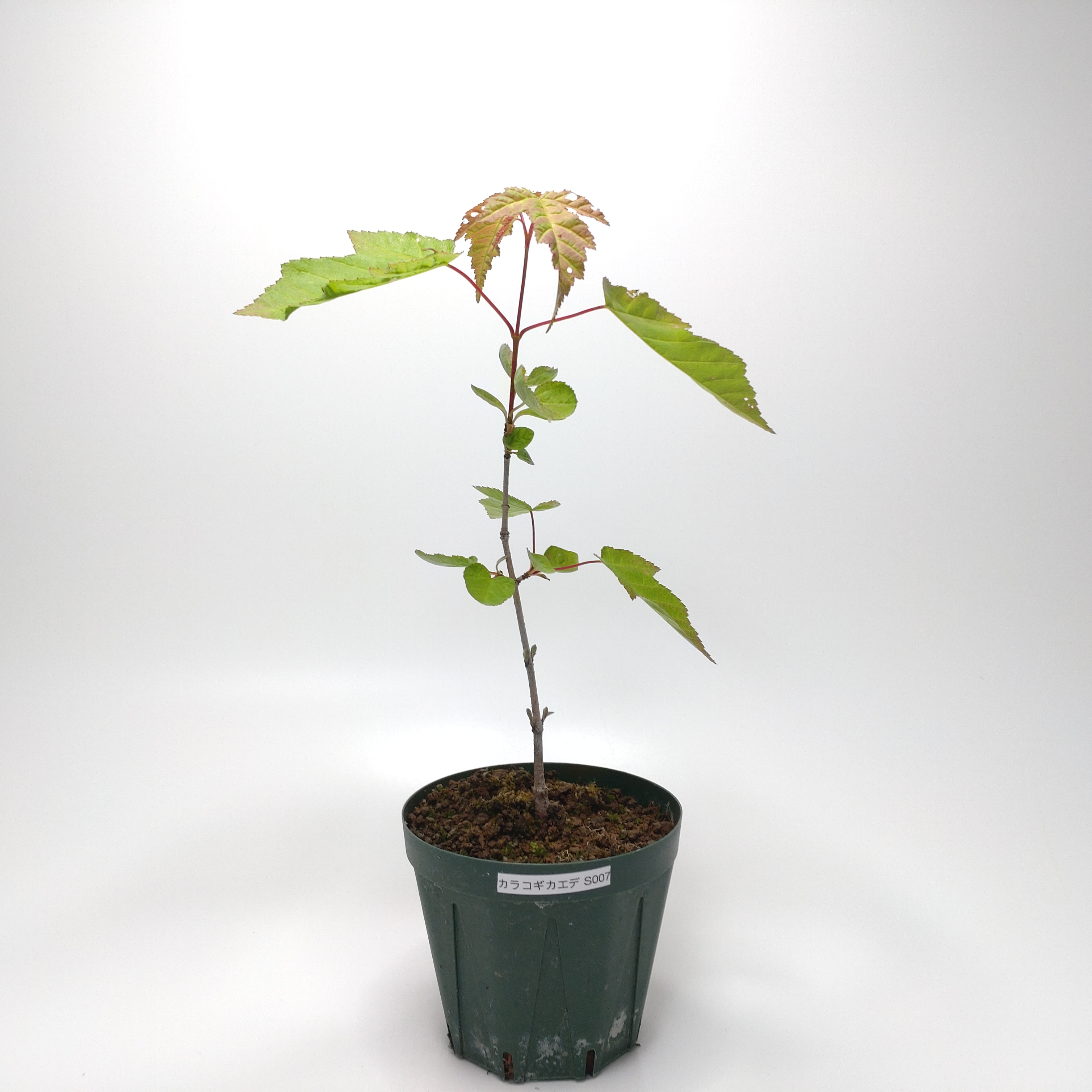 カラコギカエデ（鹿子木楓）S007