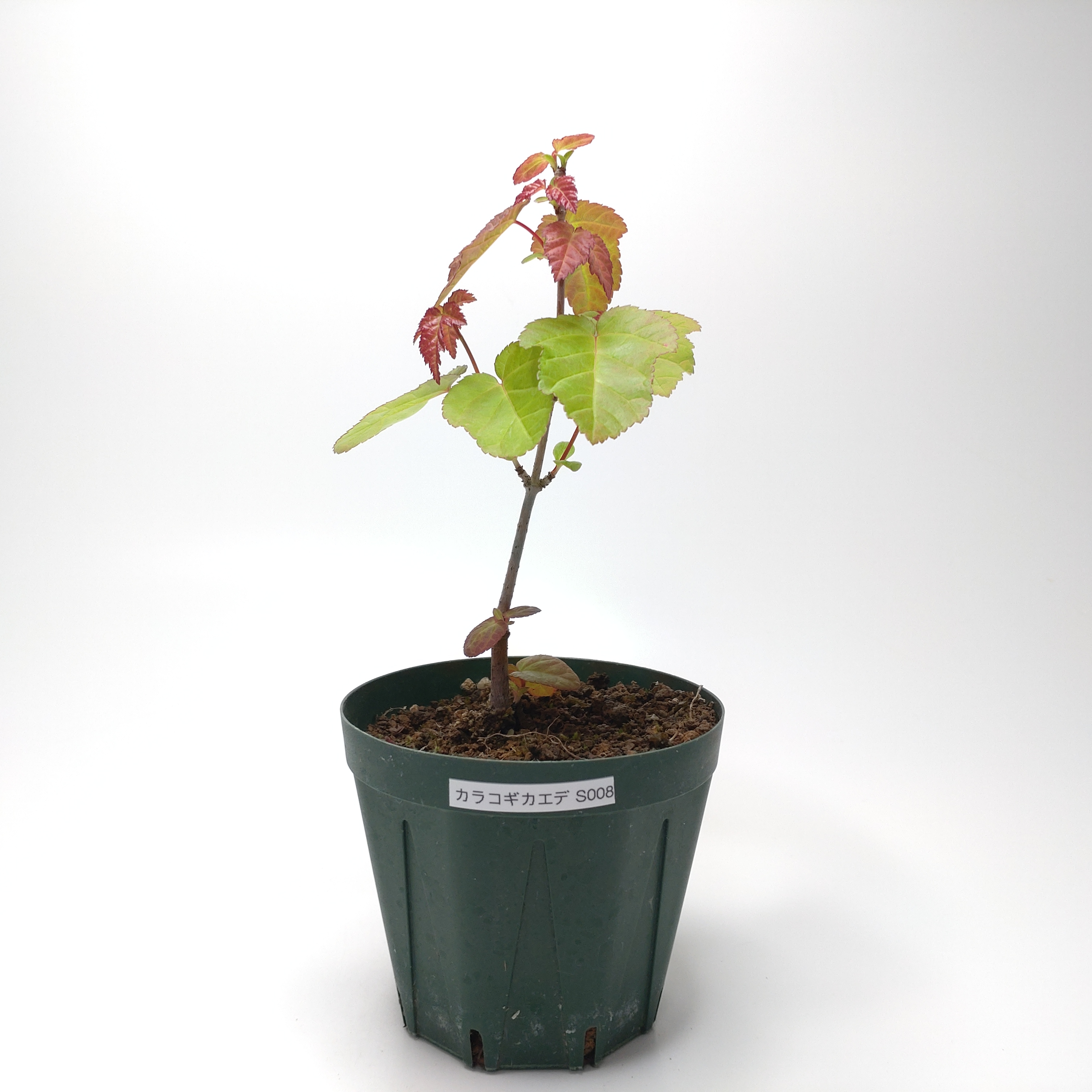カラコギカエデ（鹿子木楓）S008