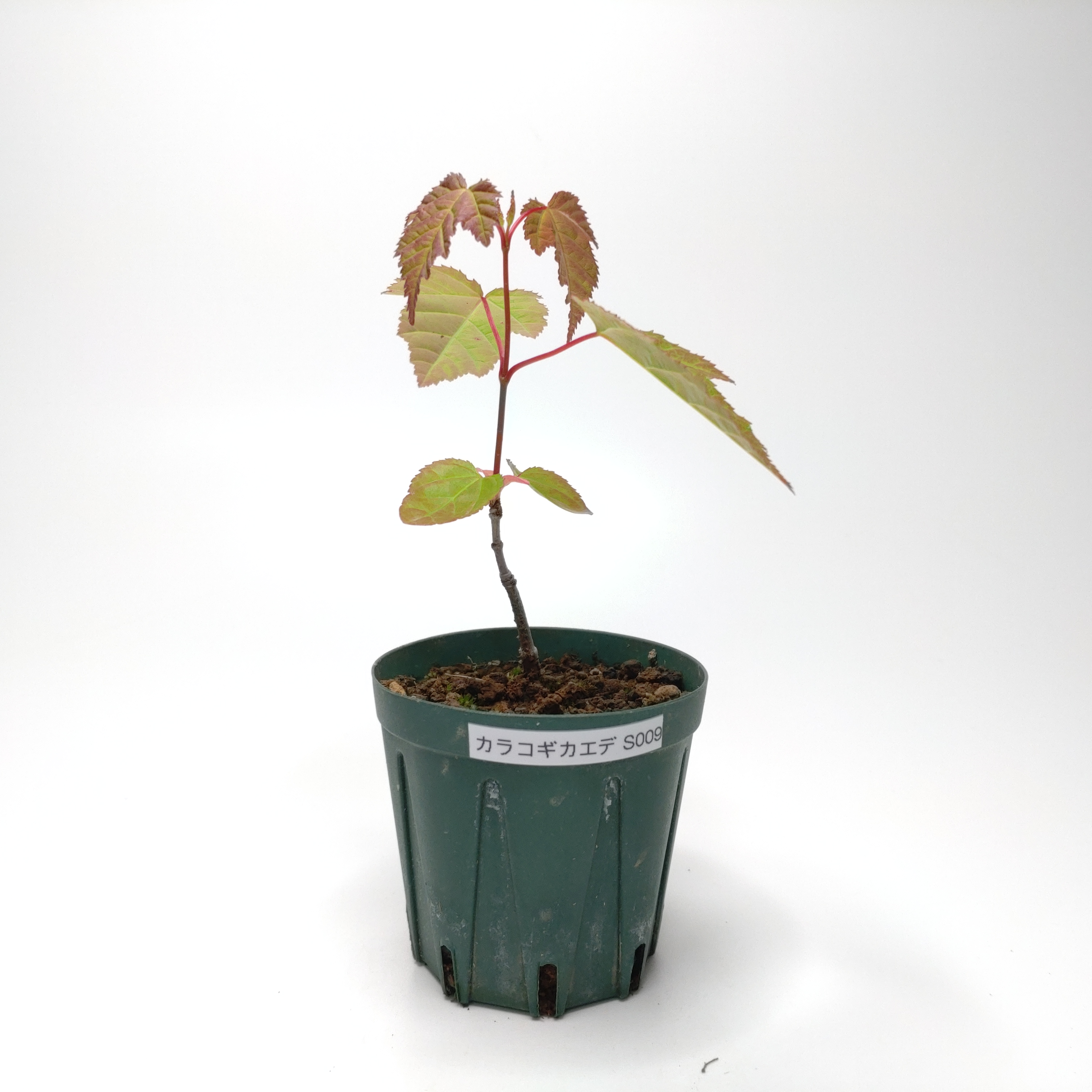 カラコギカエデ（鹿子木楓）S009